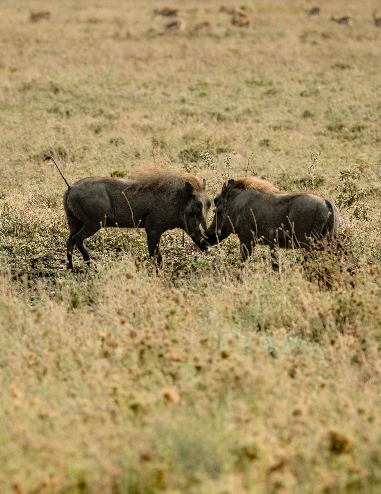 Two warthogs are standing next to each other in a field.