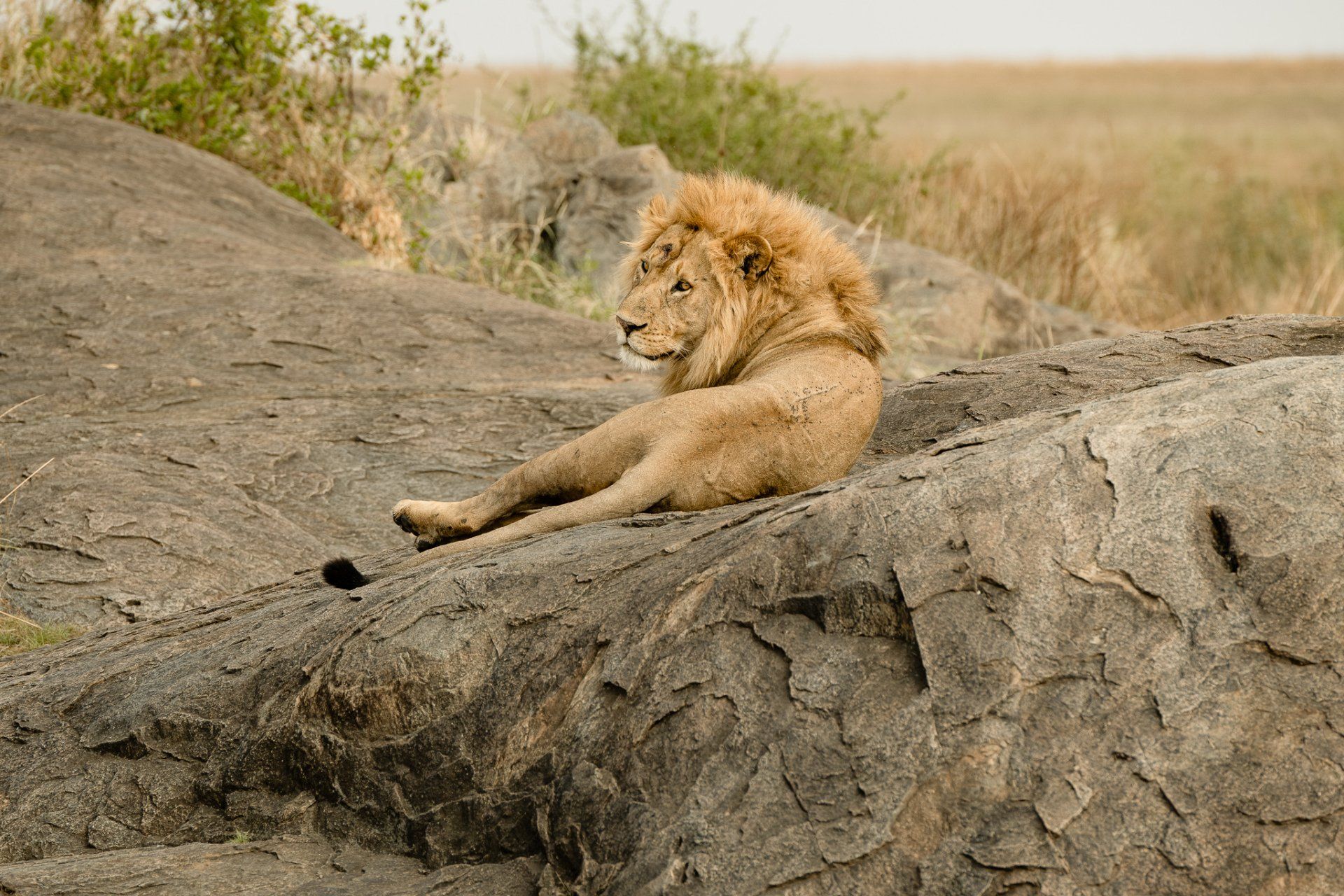 A lion is laying on a rock in the wild.