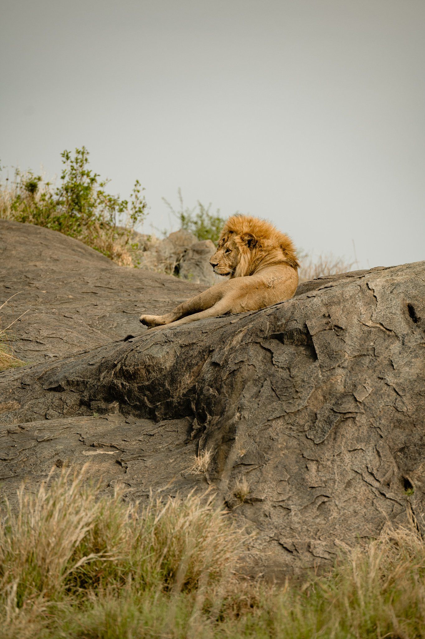 A lion is laying on top of a rock in the wild.