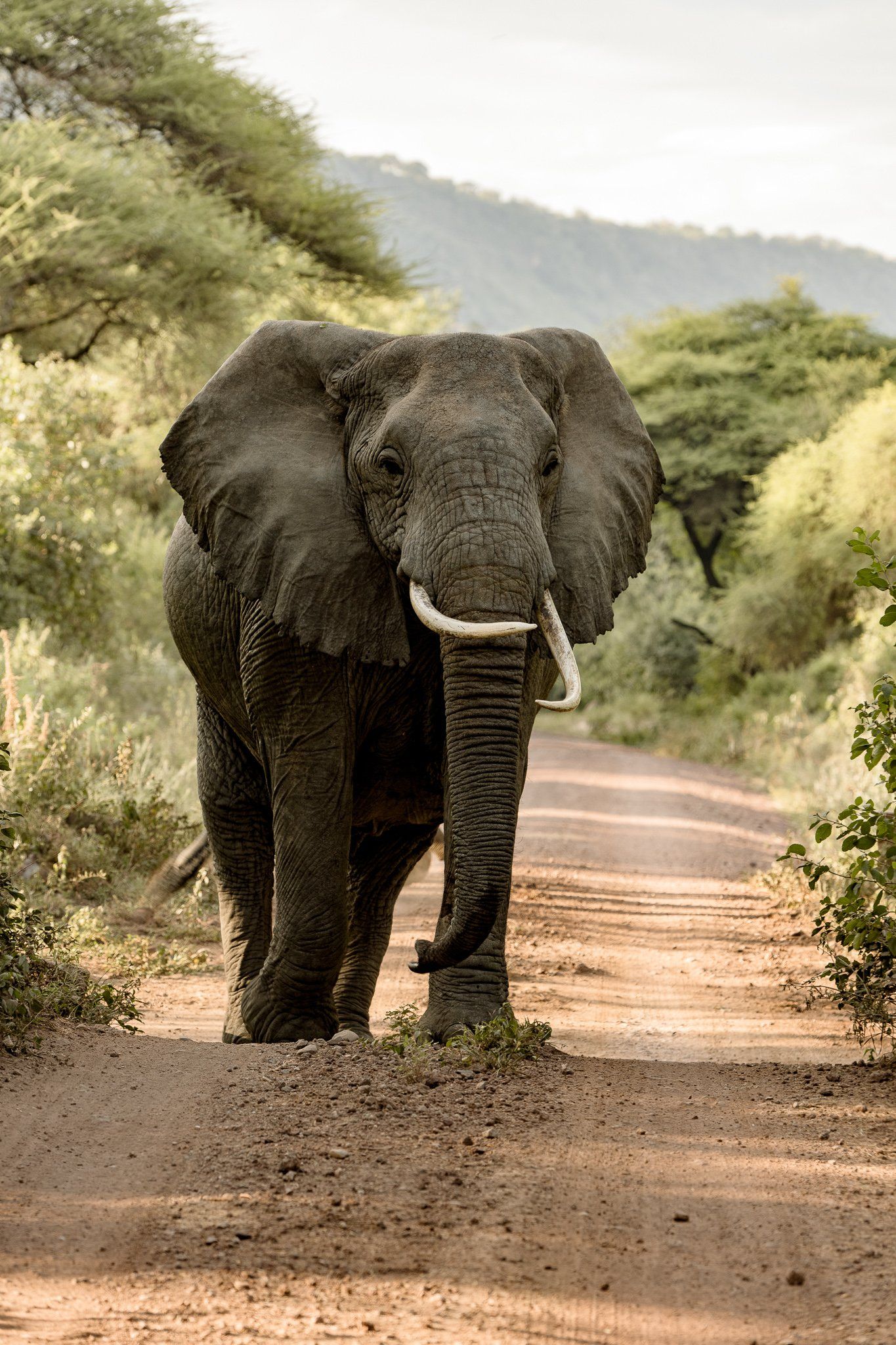 An elephant is walking down a dirt road.