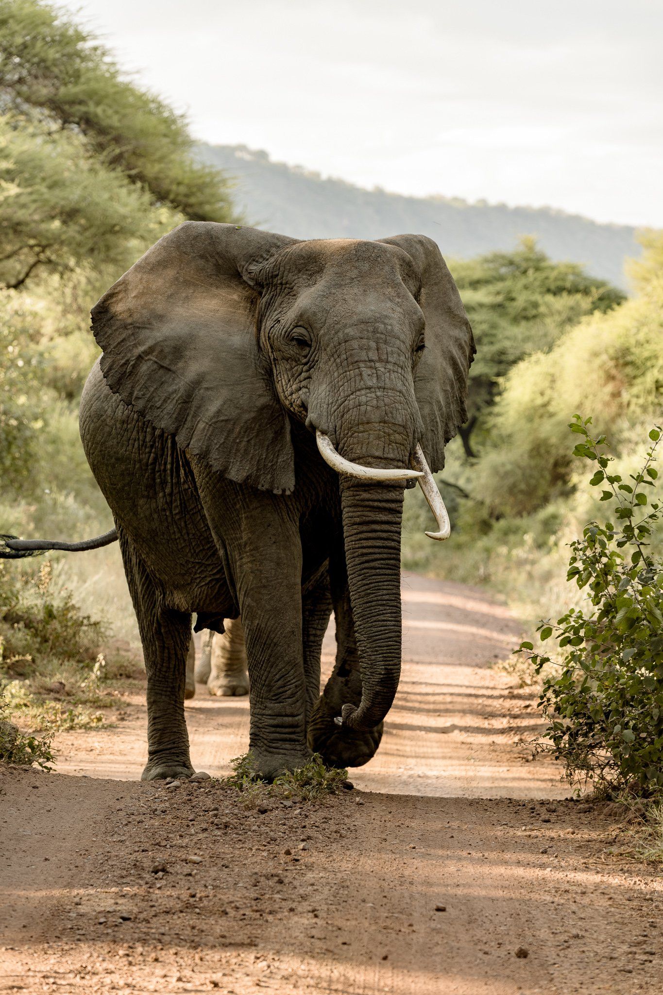 An elephant is walking down a dirt road.