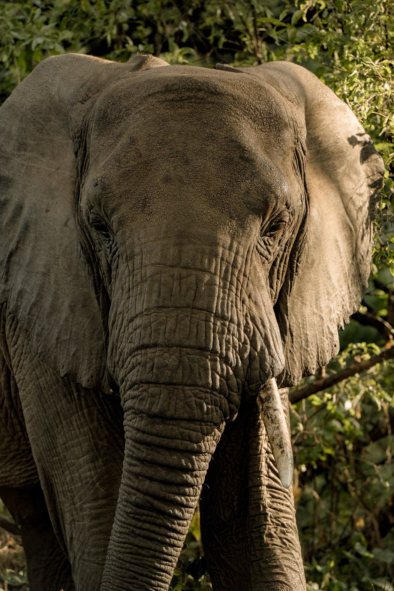 A close up of an elephant standing in the woods