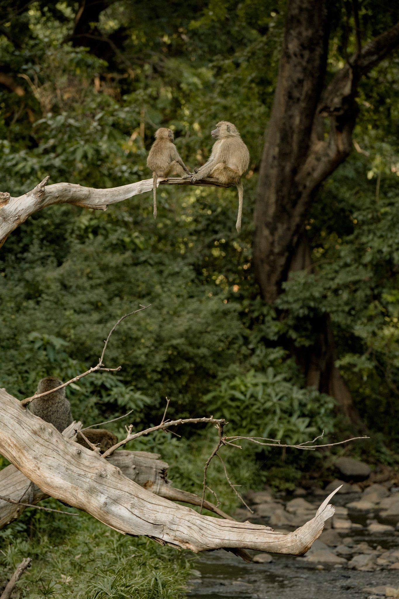 Two monkeys are sitting on a tree branch next to a river.