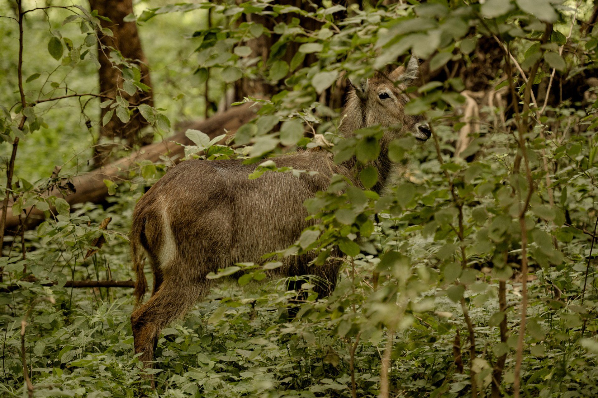 A deer is standing in the woods surrounded by trees and leaves.