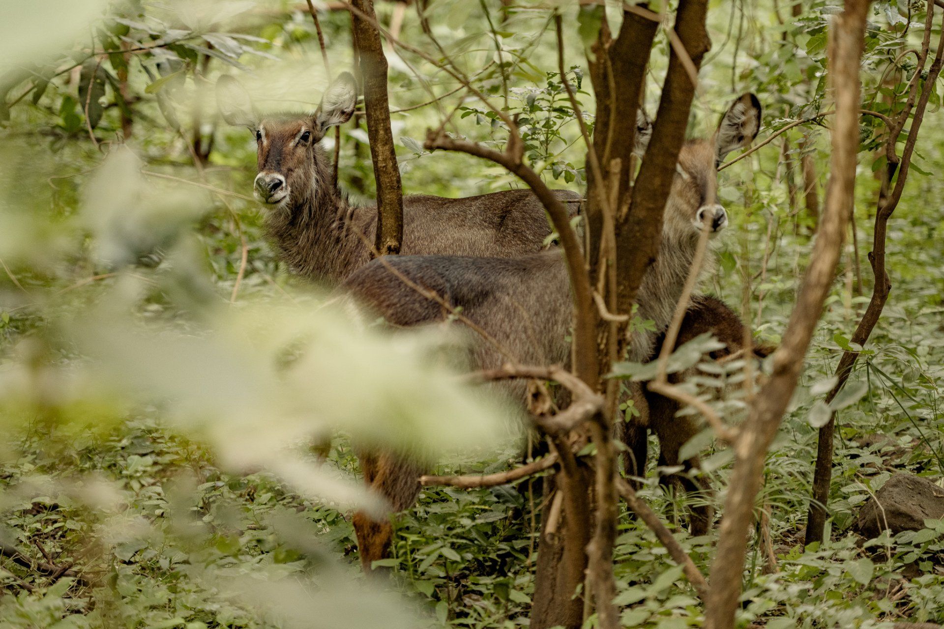 A couple of deer standing next to each other in the woods.