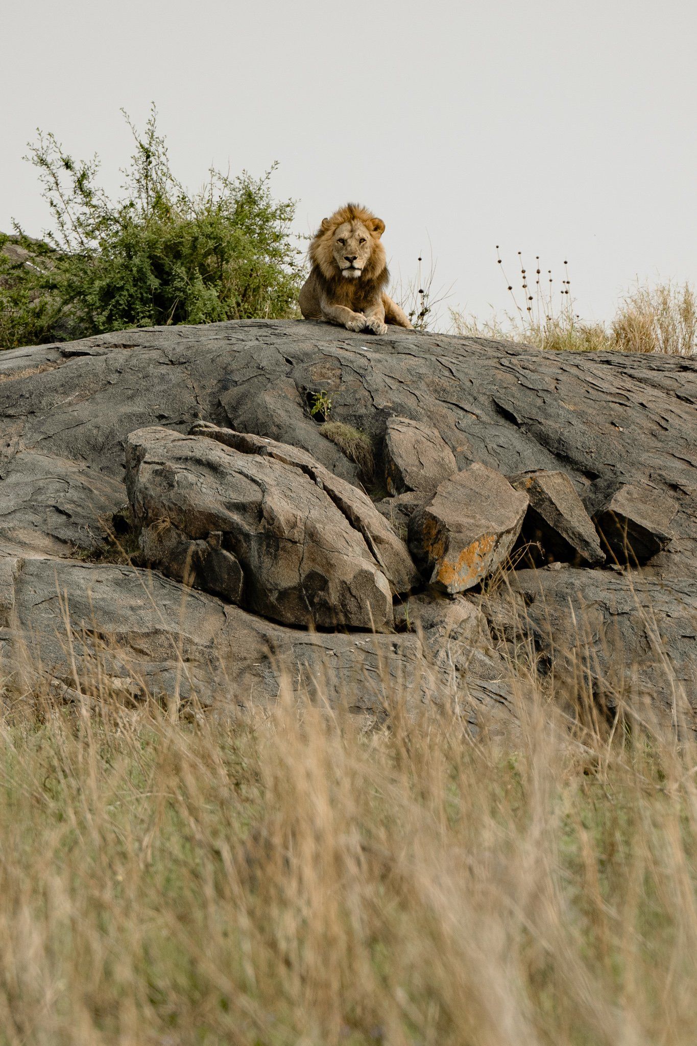 A lion is laying on top of a rock in the middle of a field.