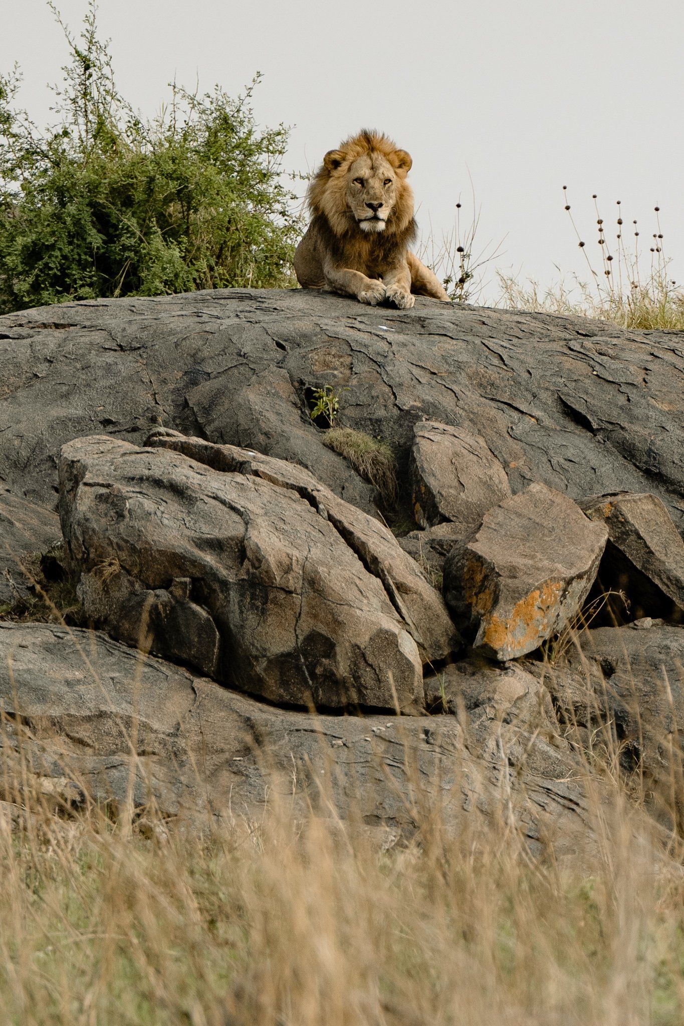 A lion is laying on top of a rock in the wild.