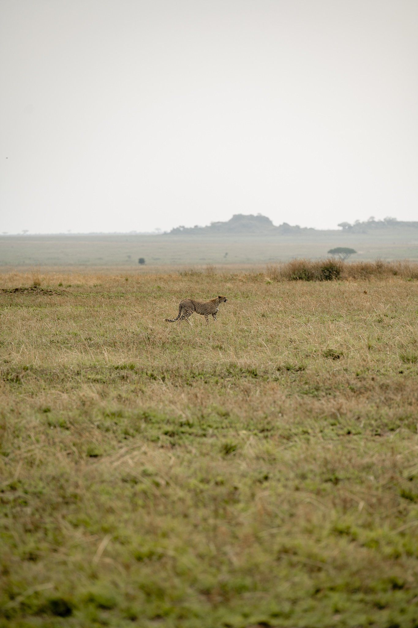 A herd of zebras are running through a grassy field.