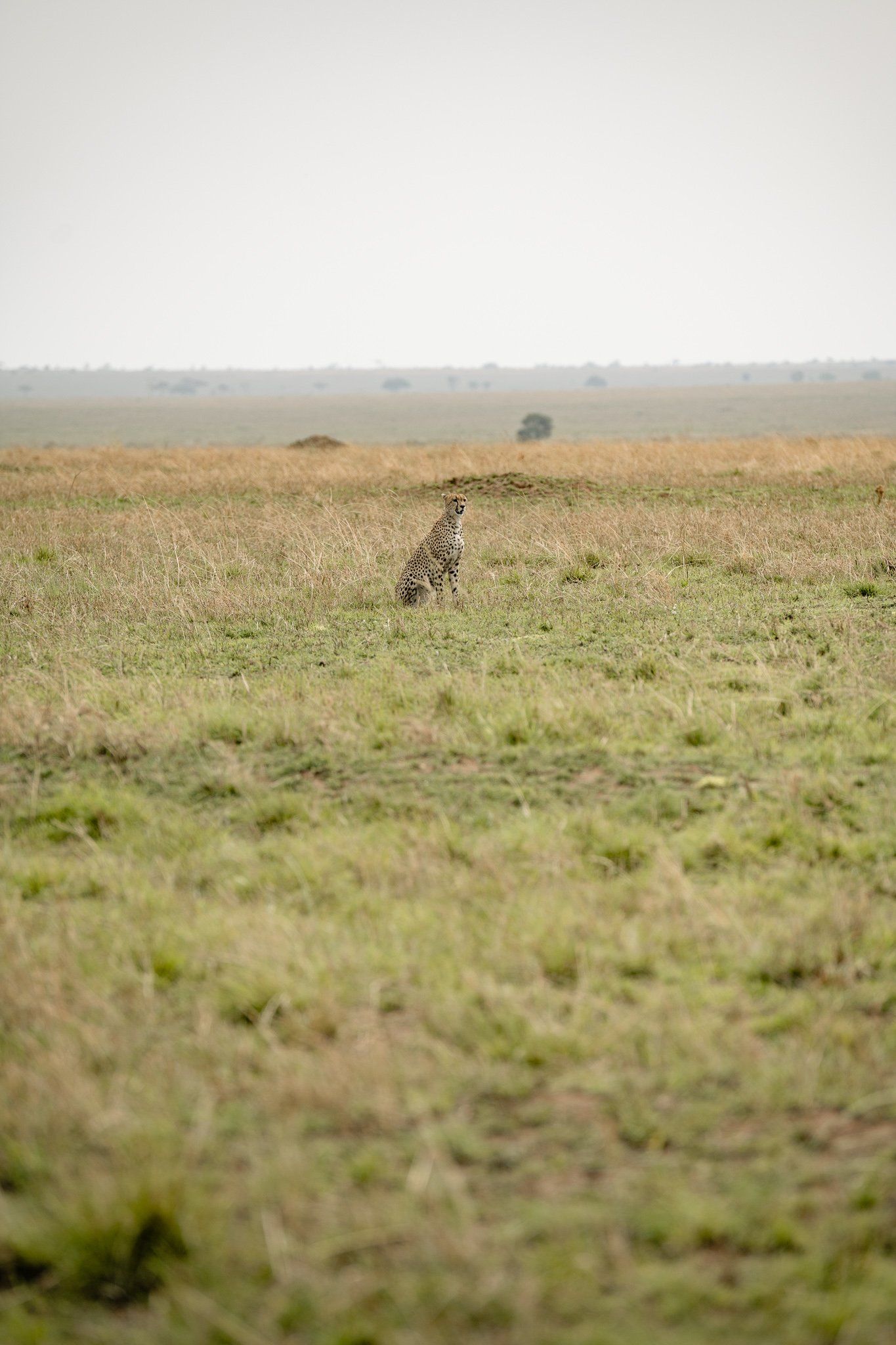 A sheep is standing in the middle of a grassy field.