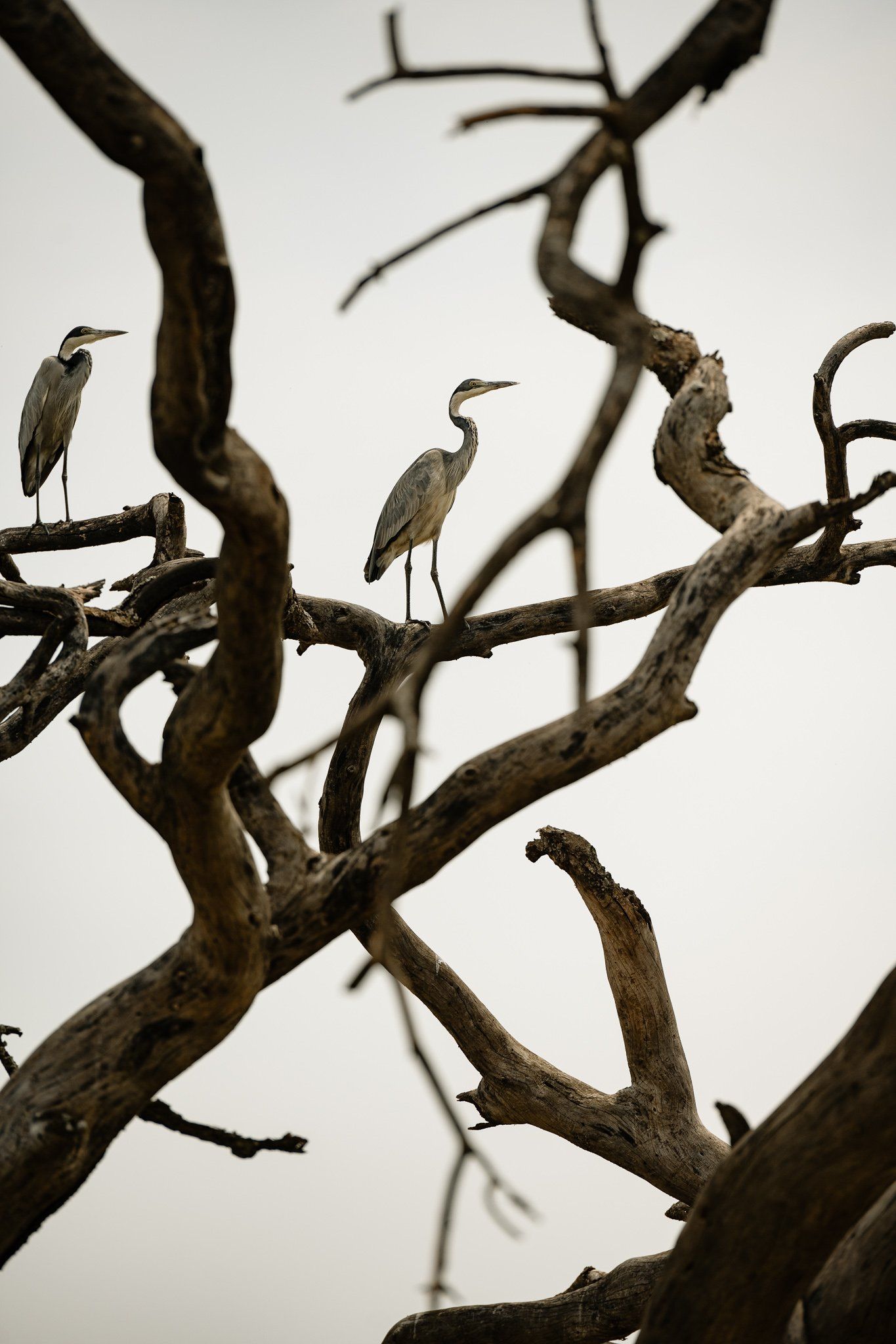 Two birds are perched on a tree branch