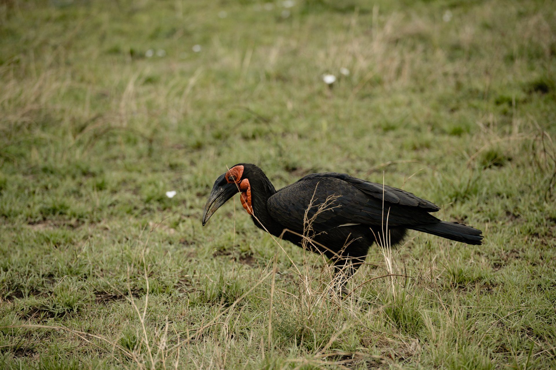 A black bird with a red beak is standing in the grass.