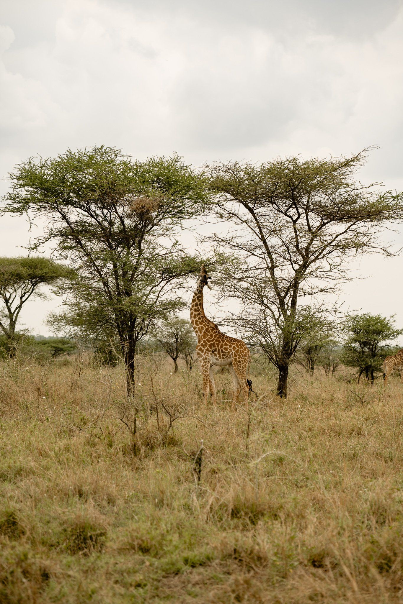 A giraffe is standing under a tree in a field.