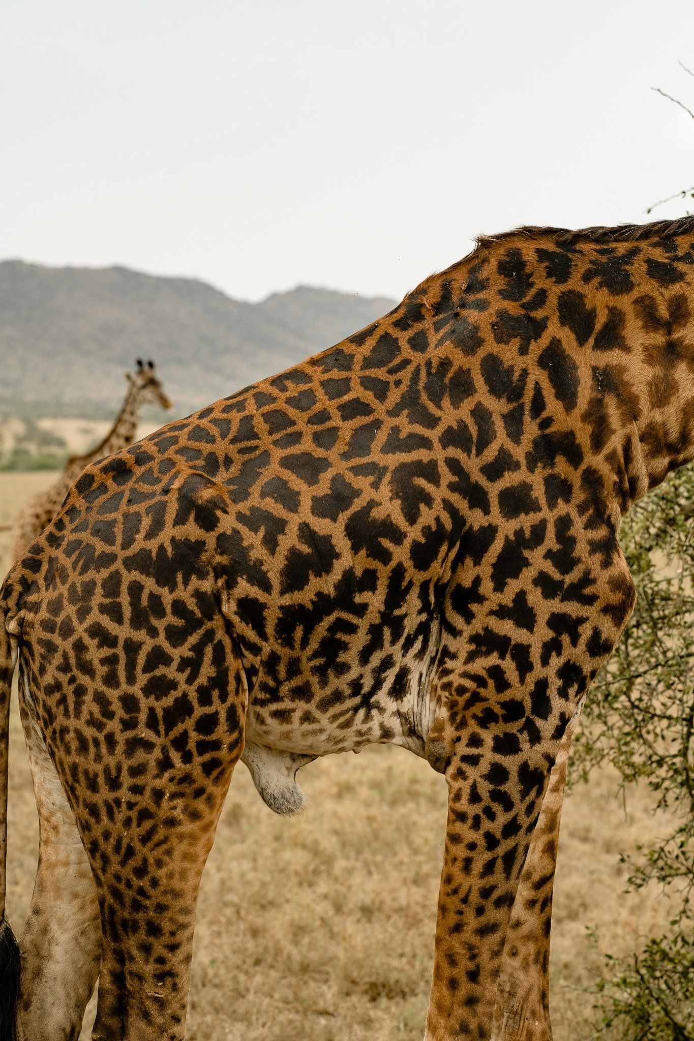 A giraffe is eating leaves from a tree in a field.
