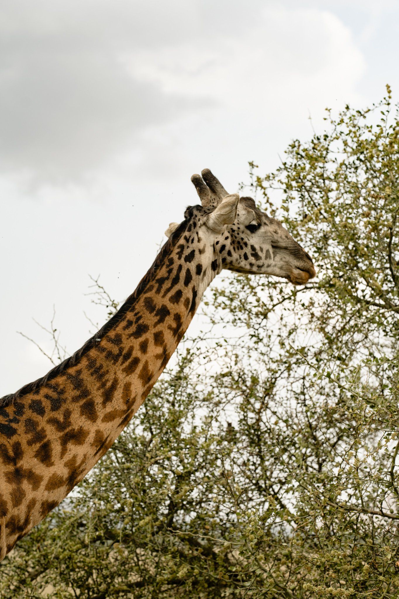 A giraffe is standing in a tree eating leaves.