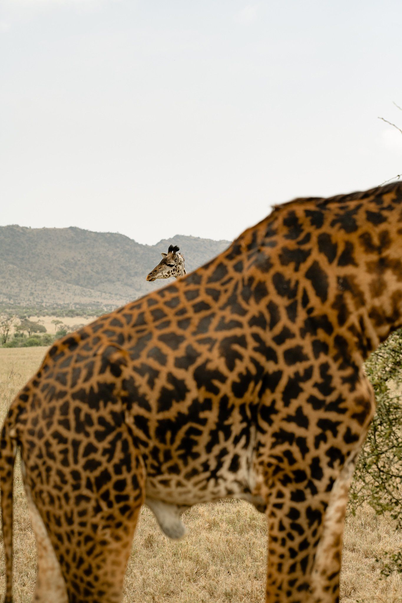 A giraffe standing in a field with mountains in the background.