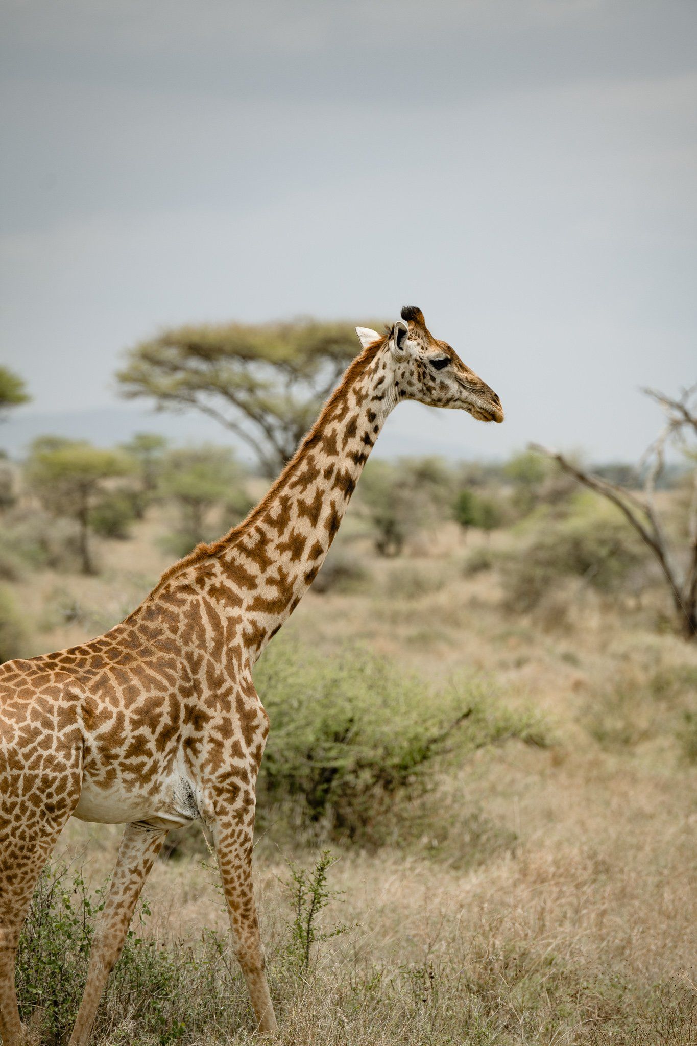 A giraffe is standing in the middle of a field.