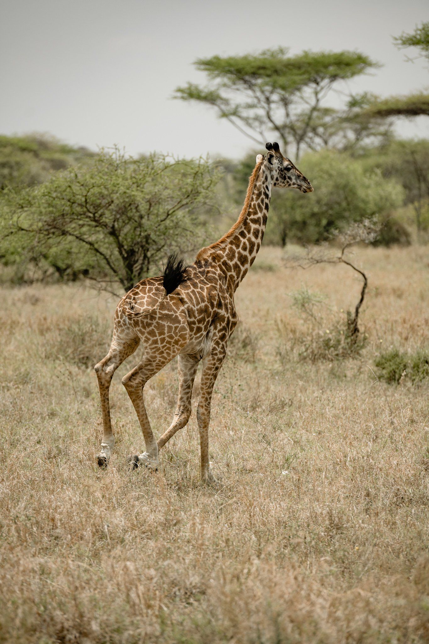 A giraffe is walking through a dry grassy field.