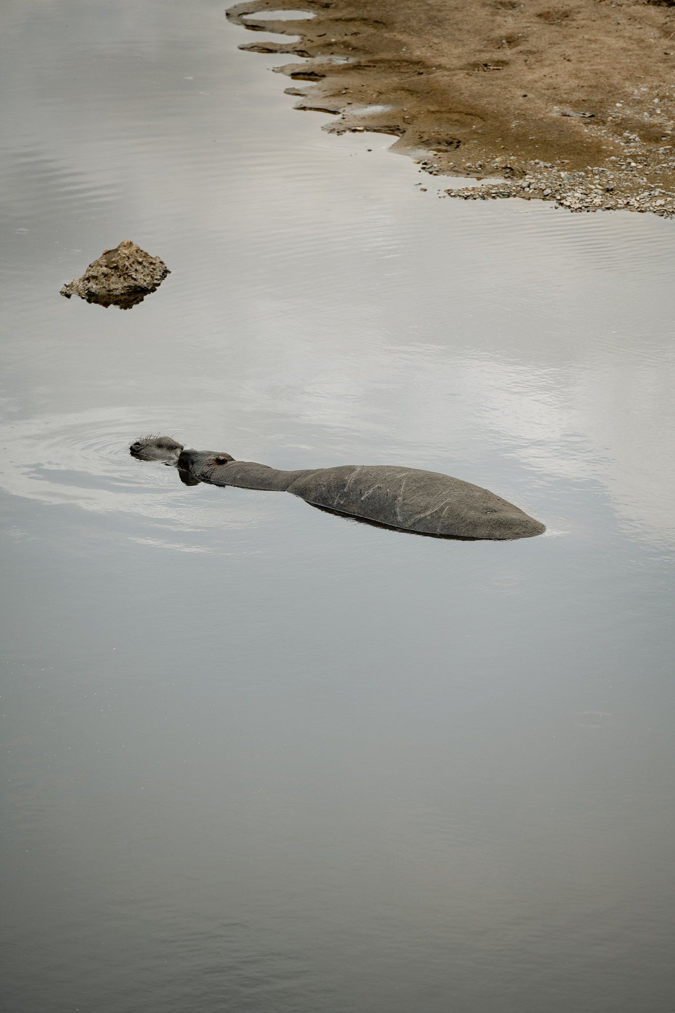 A large rock is floating on top of a body of water.
