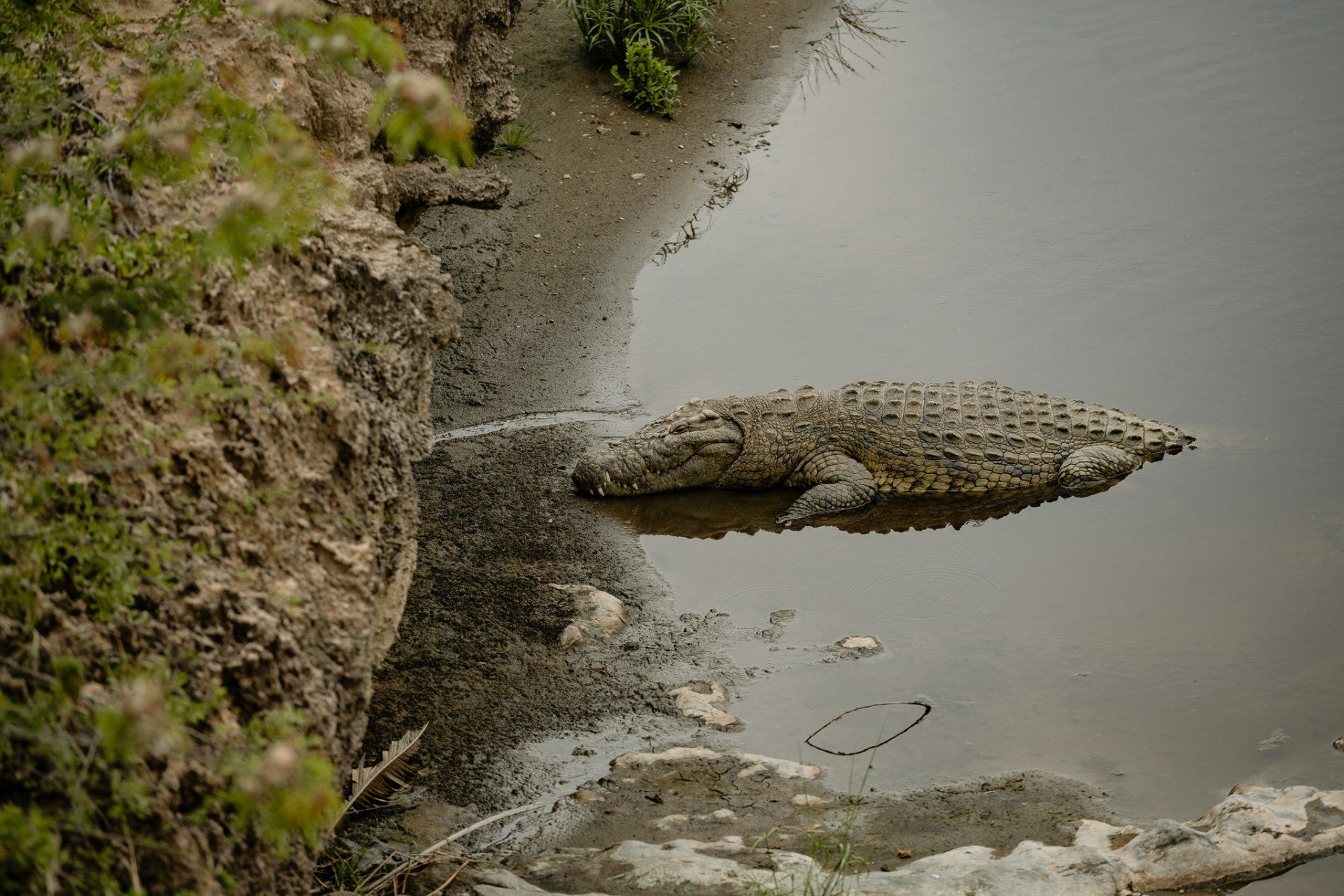 A crocodile is laying on the shore of a river.