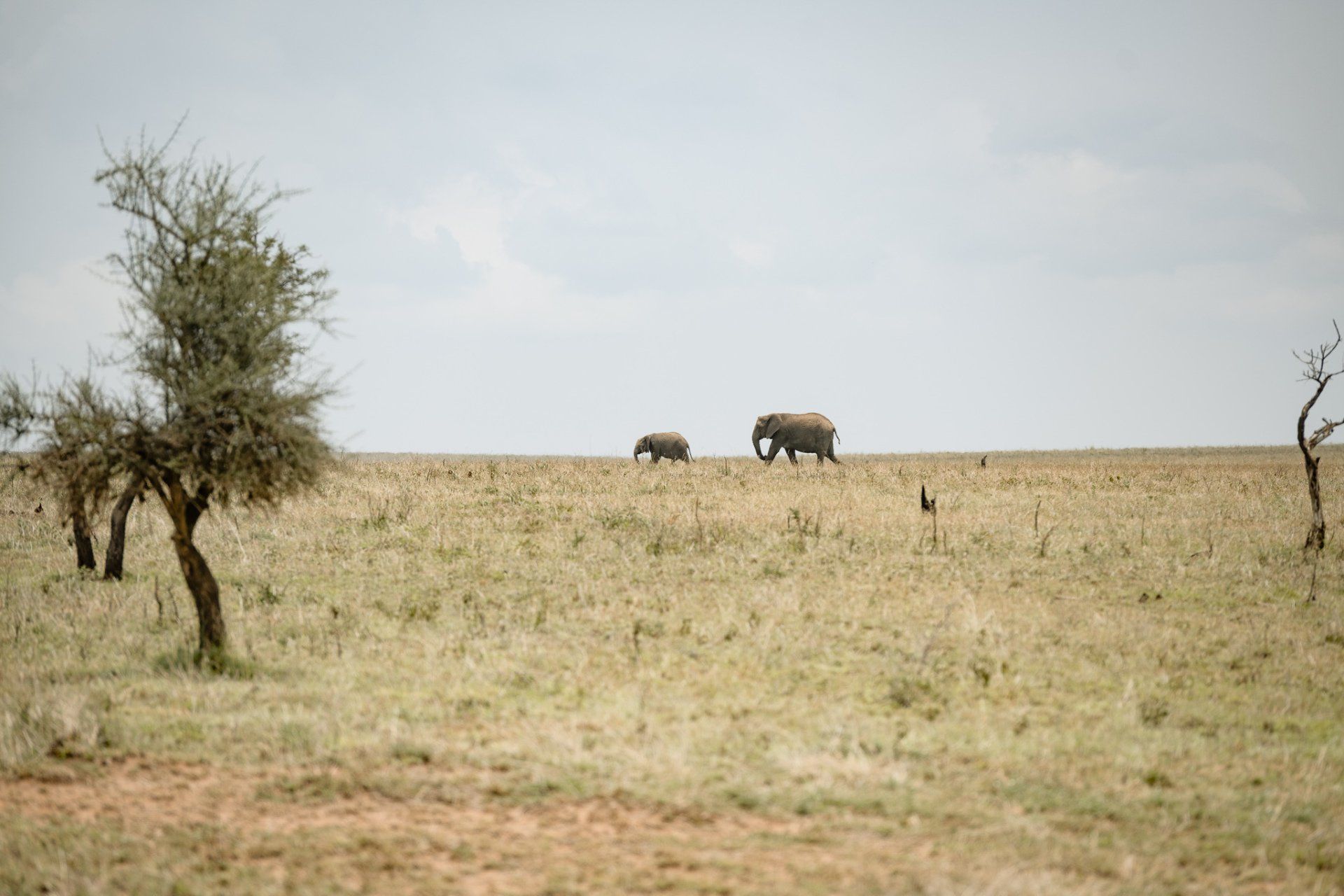 Two elephants are walking across a dry grassy field.