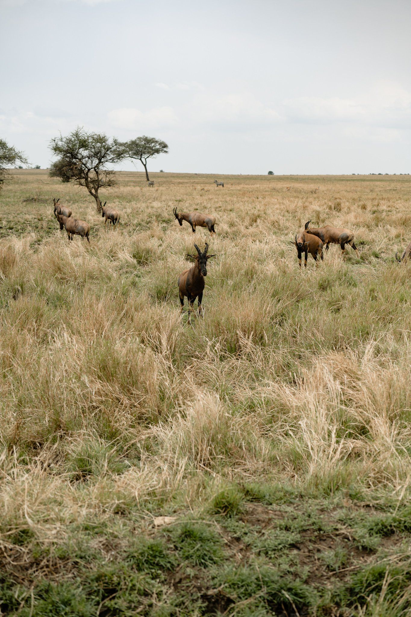 A herd of antelope standing in a grassy field.