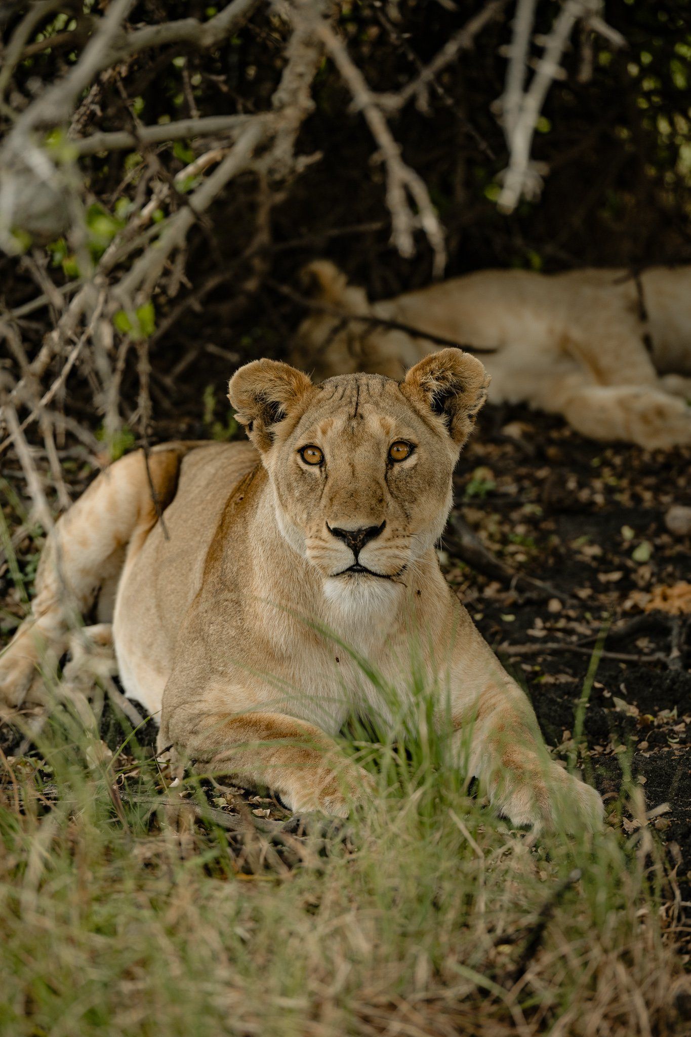 A lioness is laying in the grass and looking at the camera.