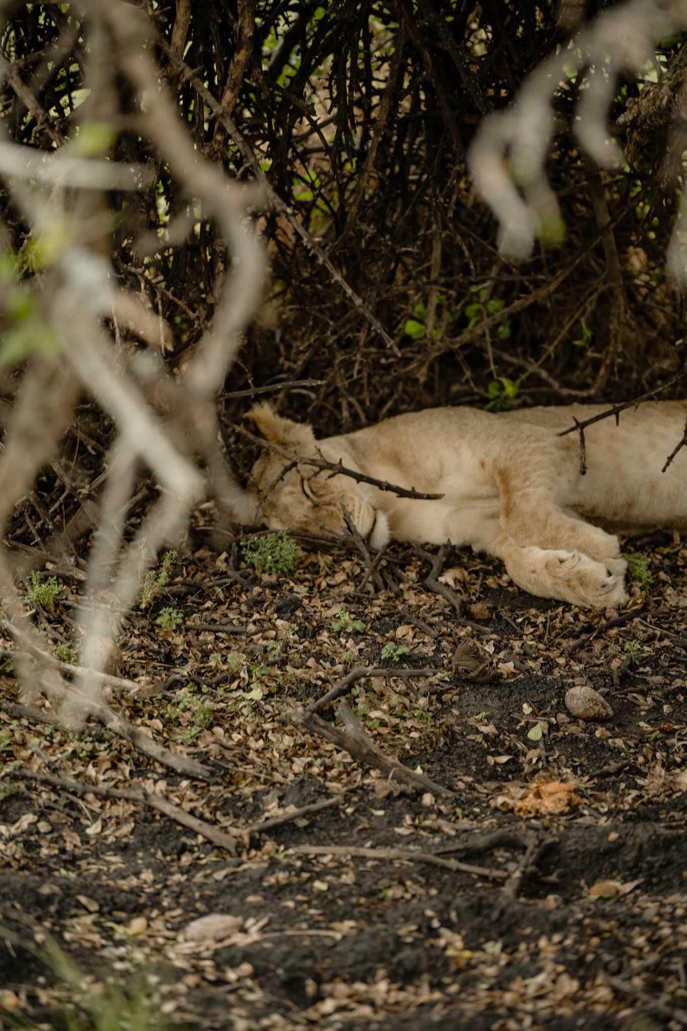 A lion cub is laying on the ground under a tree.