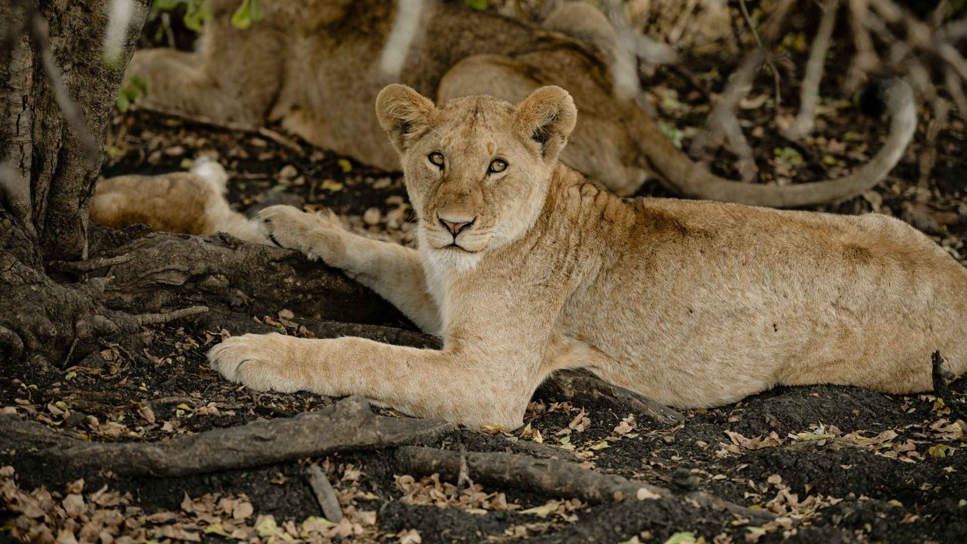 A lioness cub is laying on the ground looking at the camera.