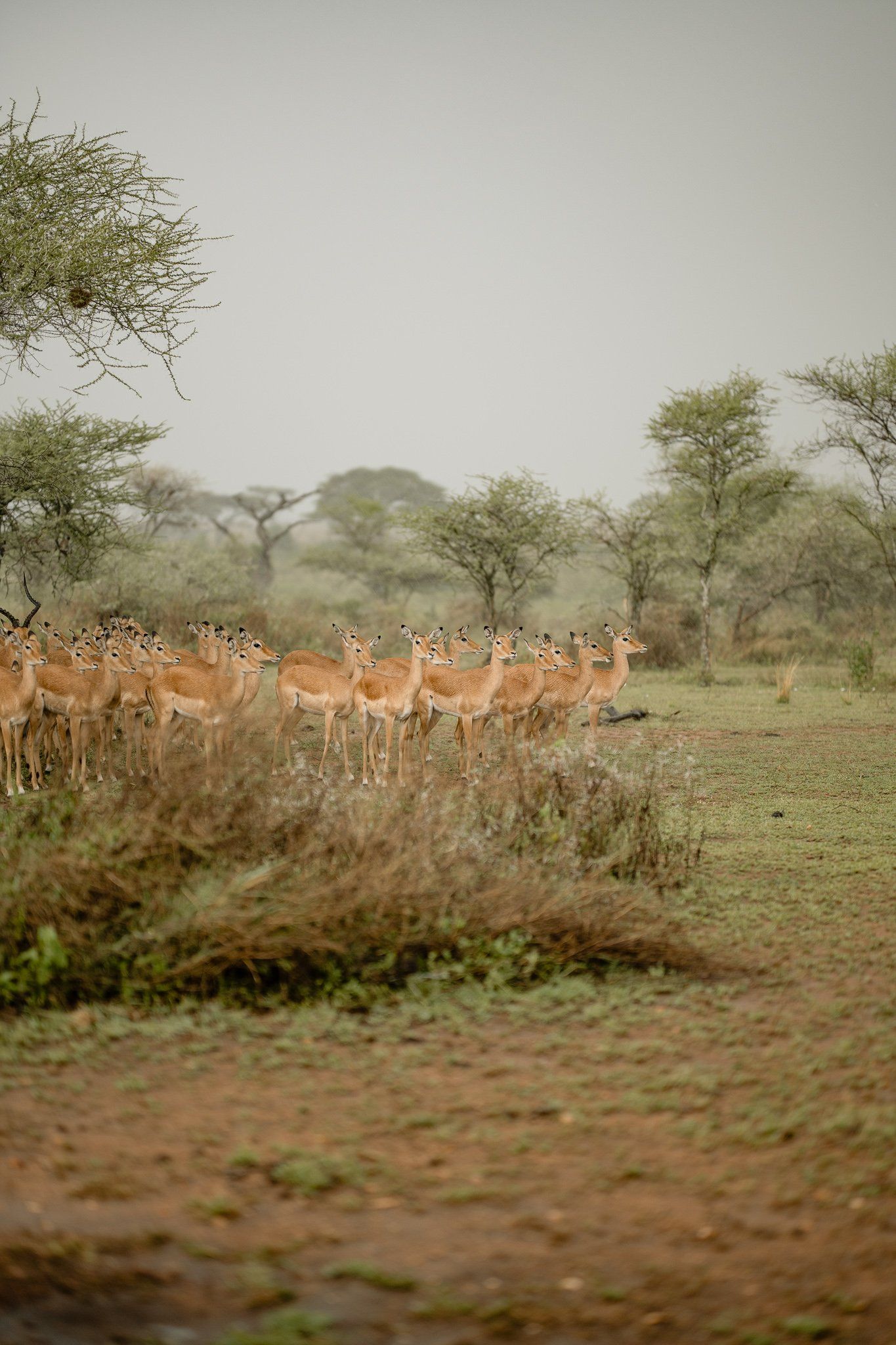 A herd of antelope standing in a field on a cloudy day.