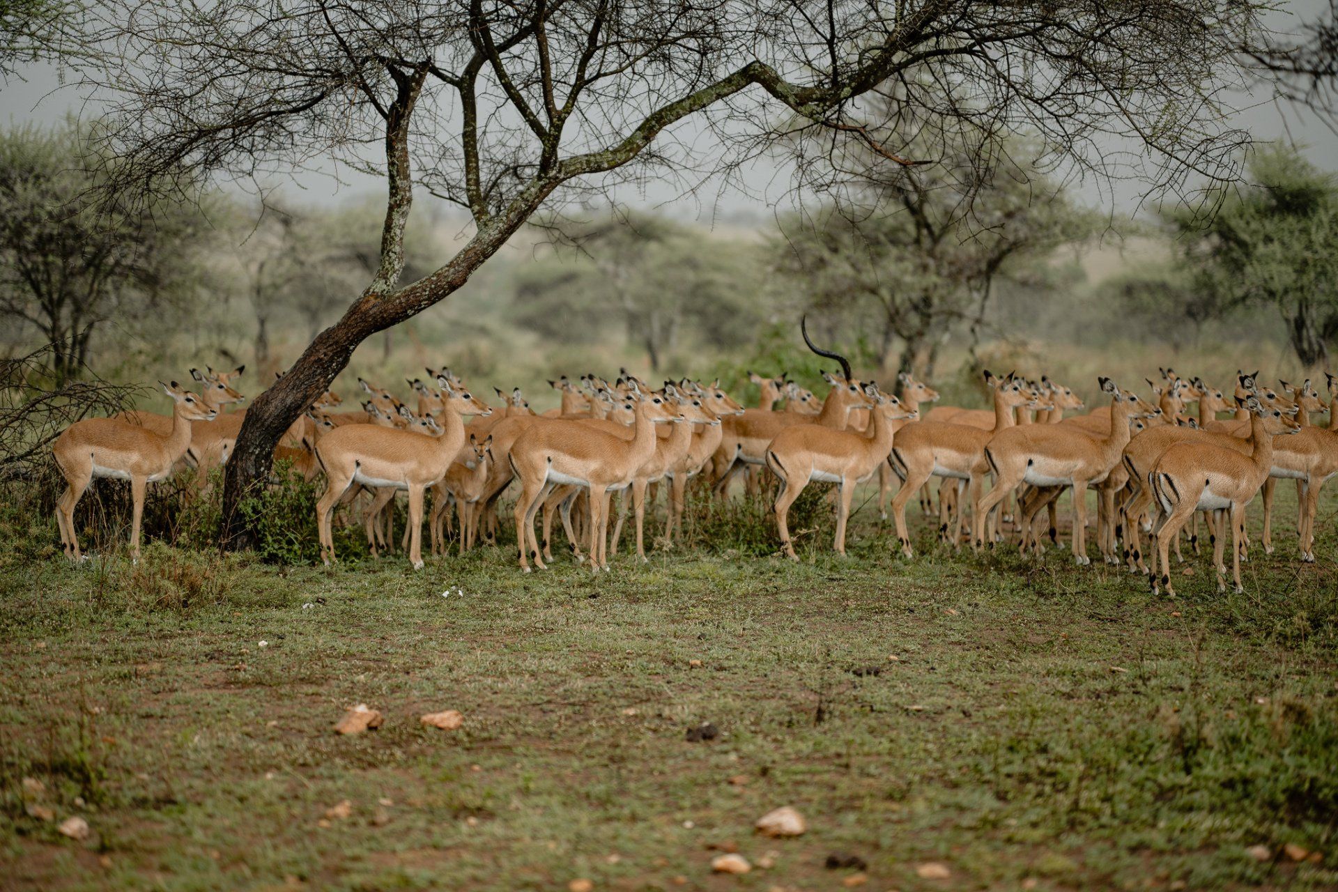 A herd of antelope standing under a tree in a field.