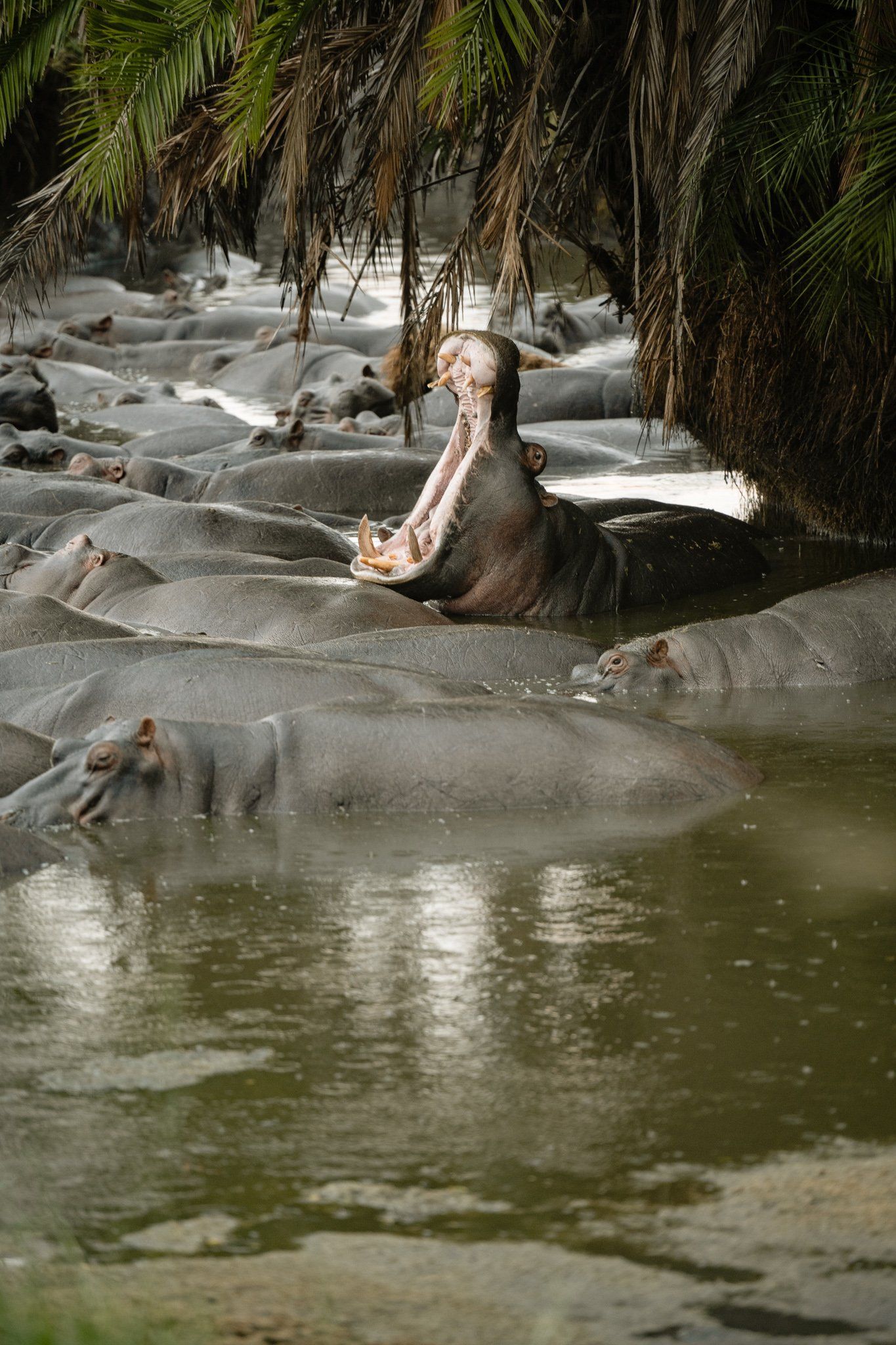 A hippopotamus is laying in the water with its mouth open.
