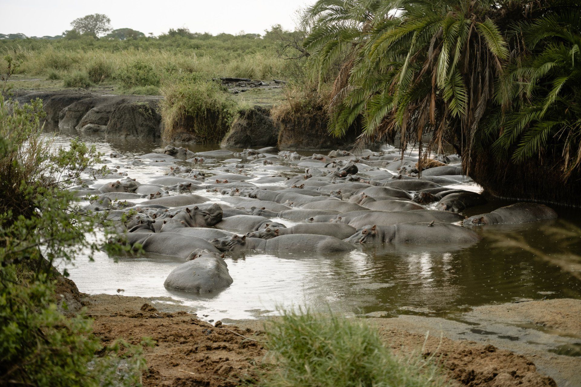 A herd of hippos are swimming in a river