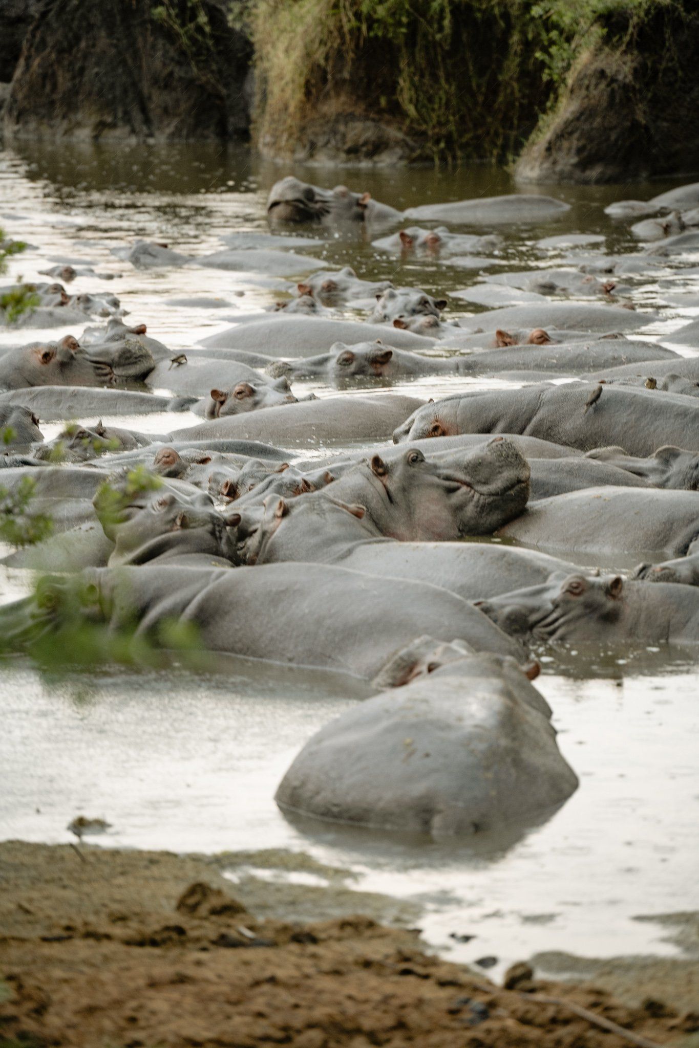 A herd of hippos are swimming in a river.