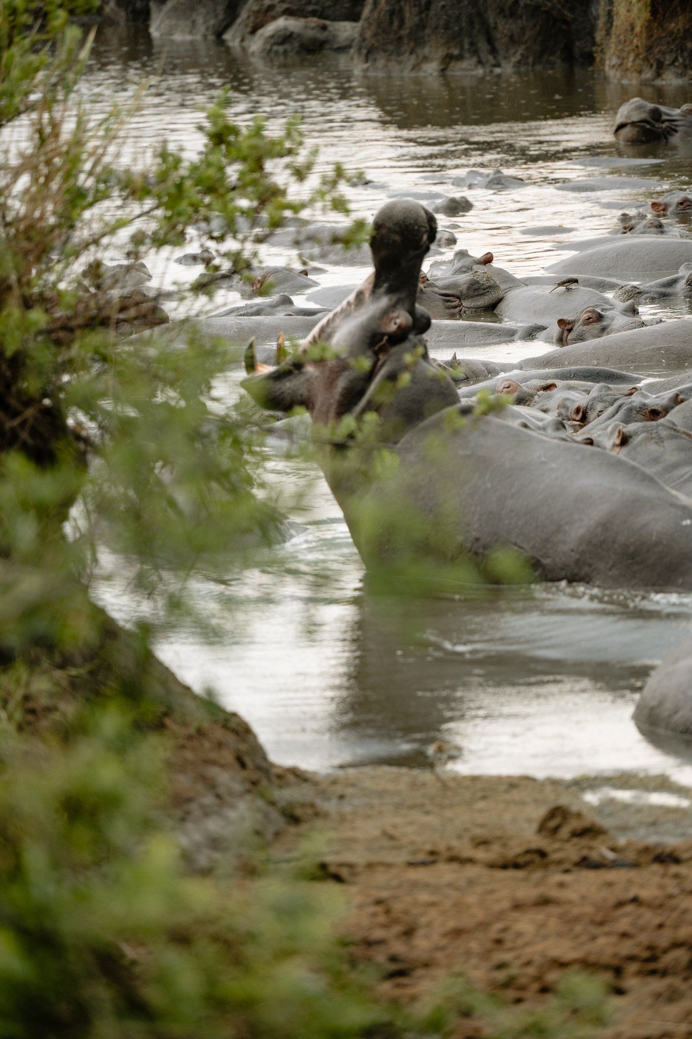A hippopotamus is swimming in a river.