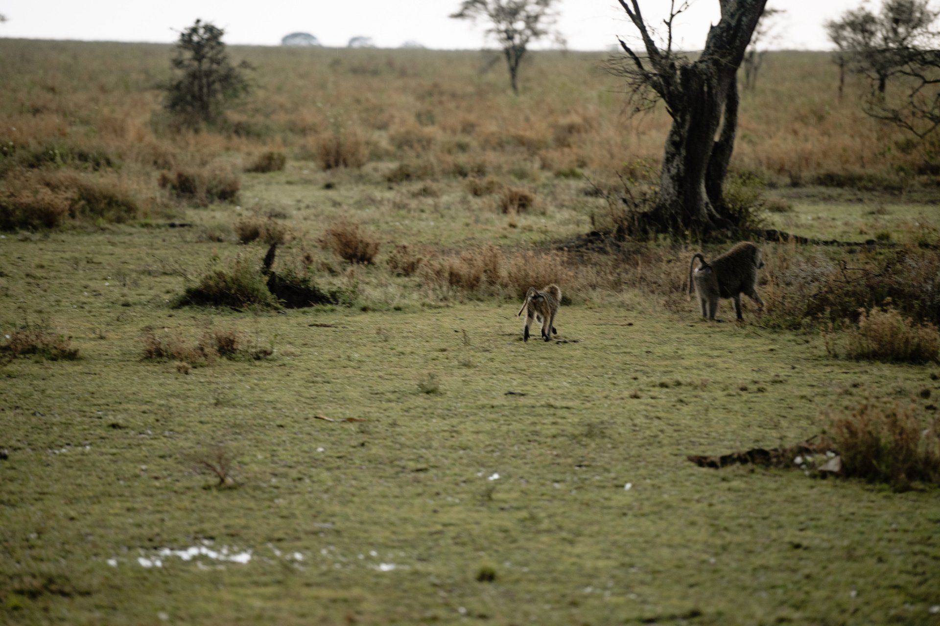 A baboon and a lion are walking through a grassy field.