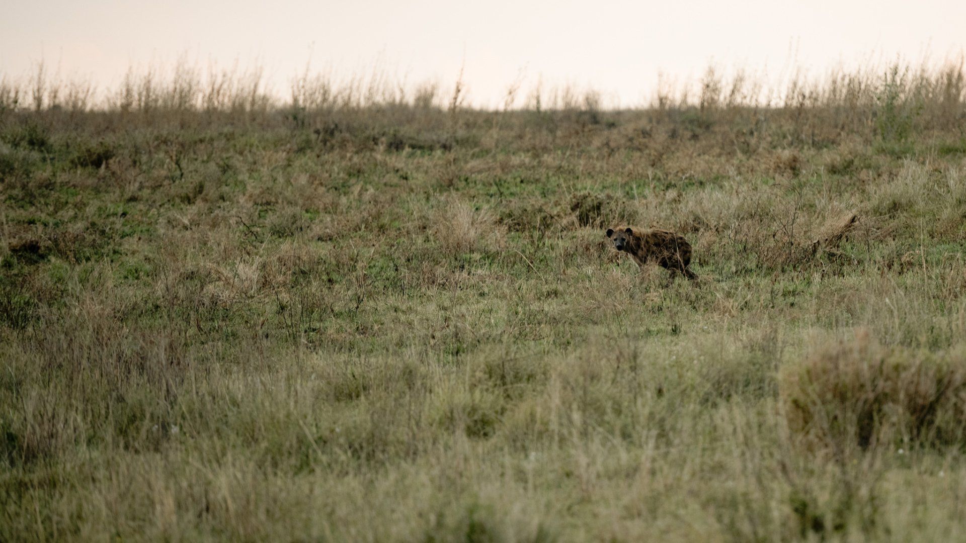 A hyena is running through a field of tall grass.