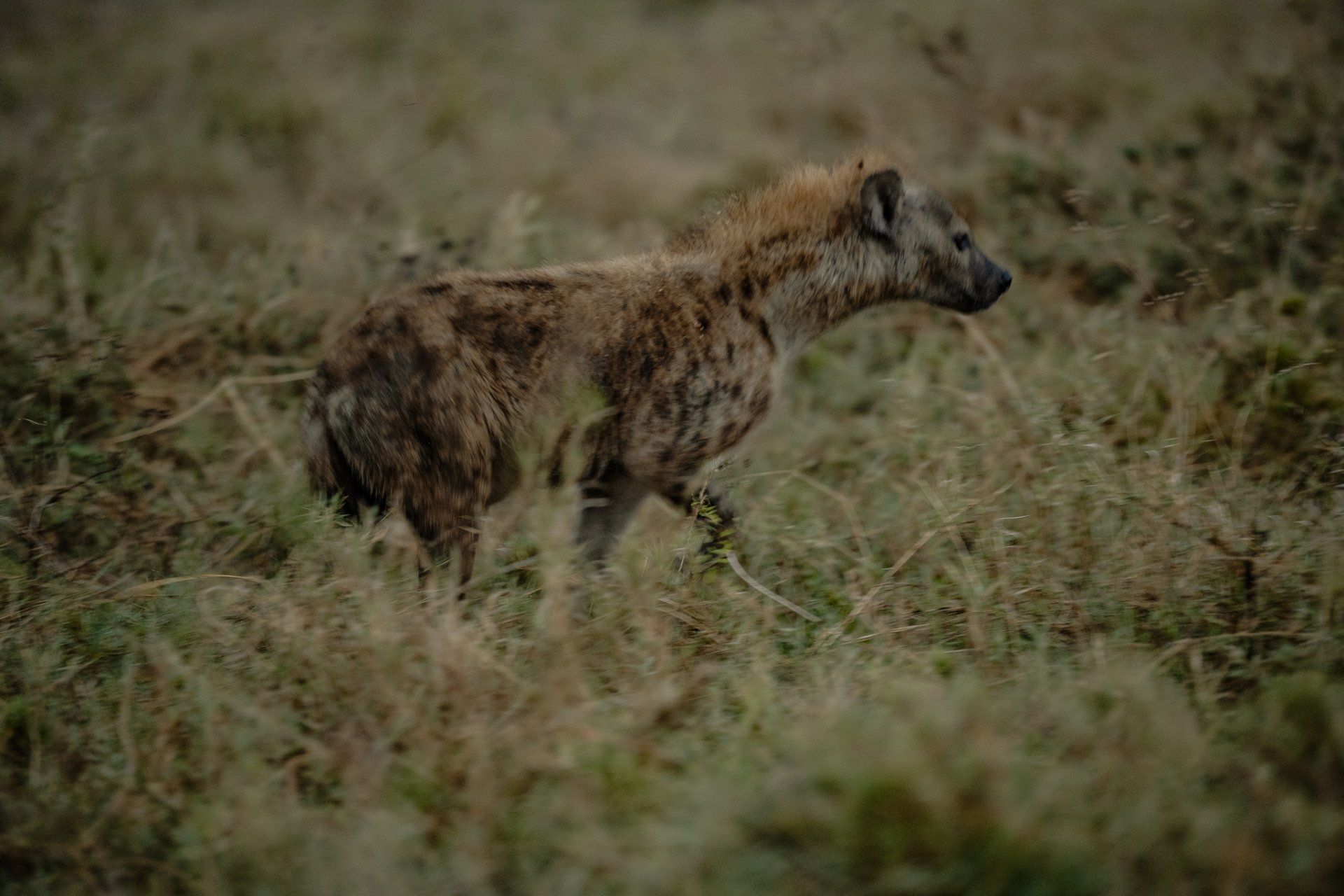 A hyena is walking through a field of tall grass.