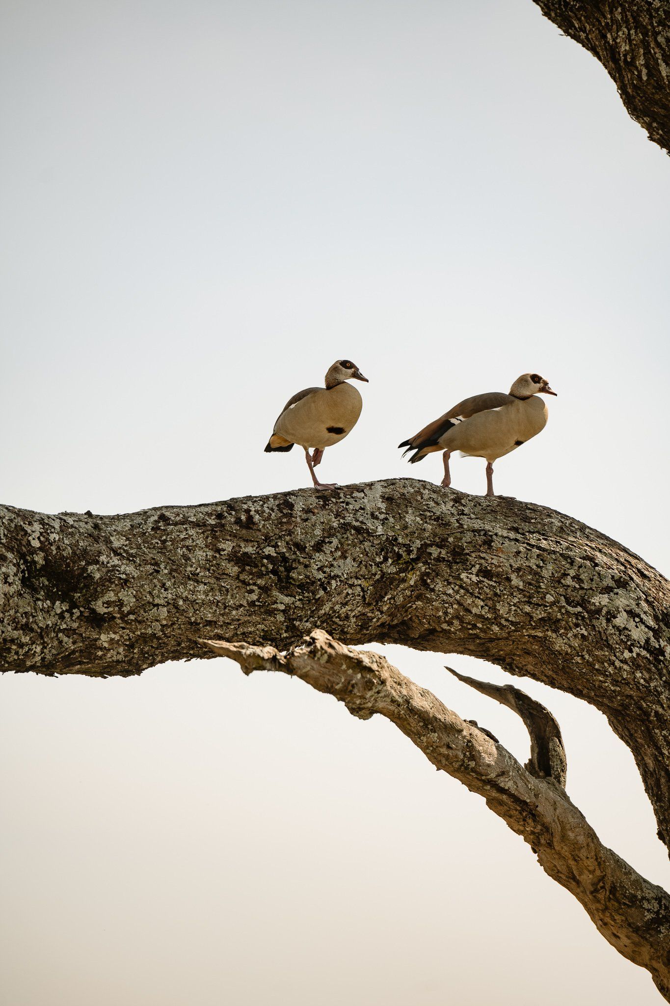 Two birds are perched on a tree branch.