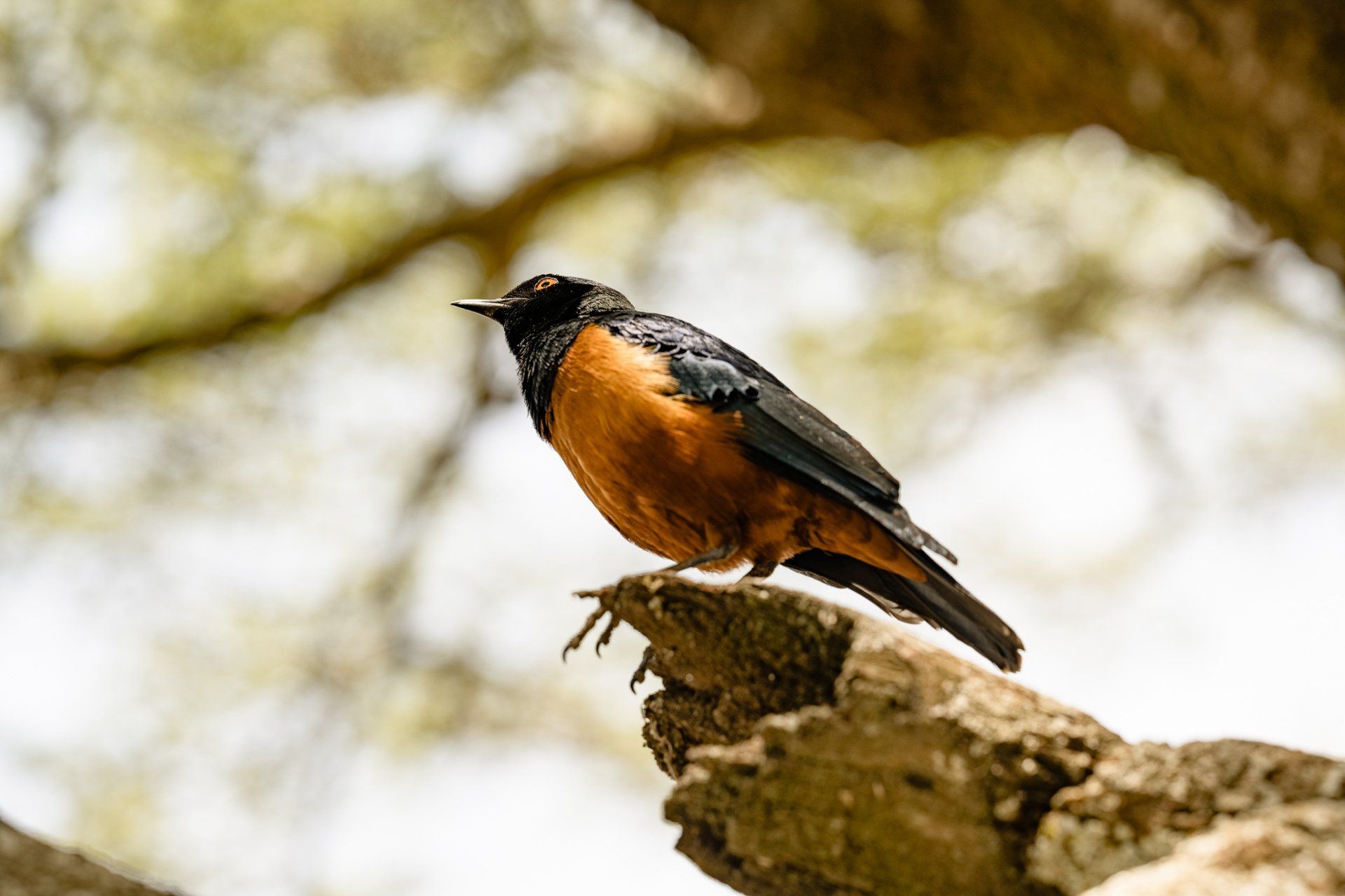 A small bird perched on a tree branch.