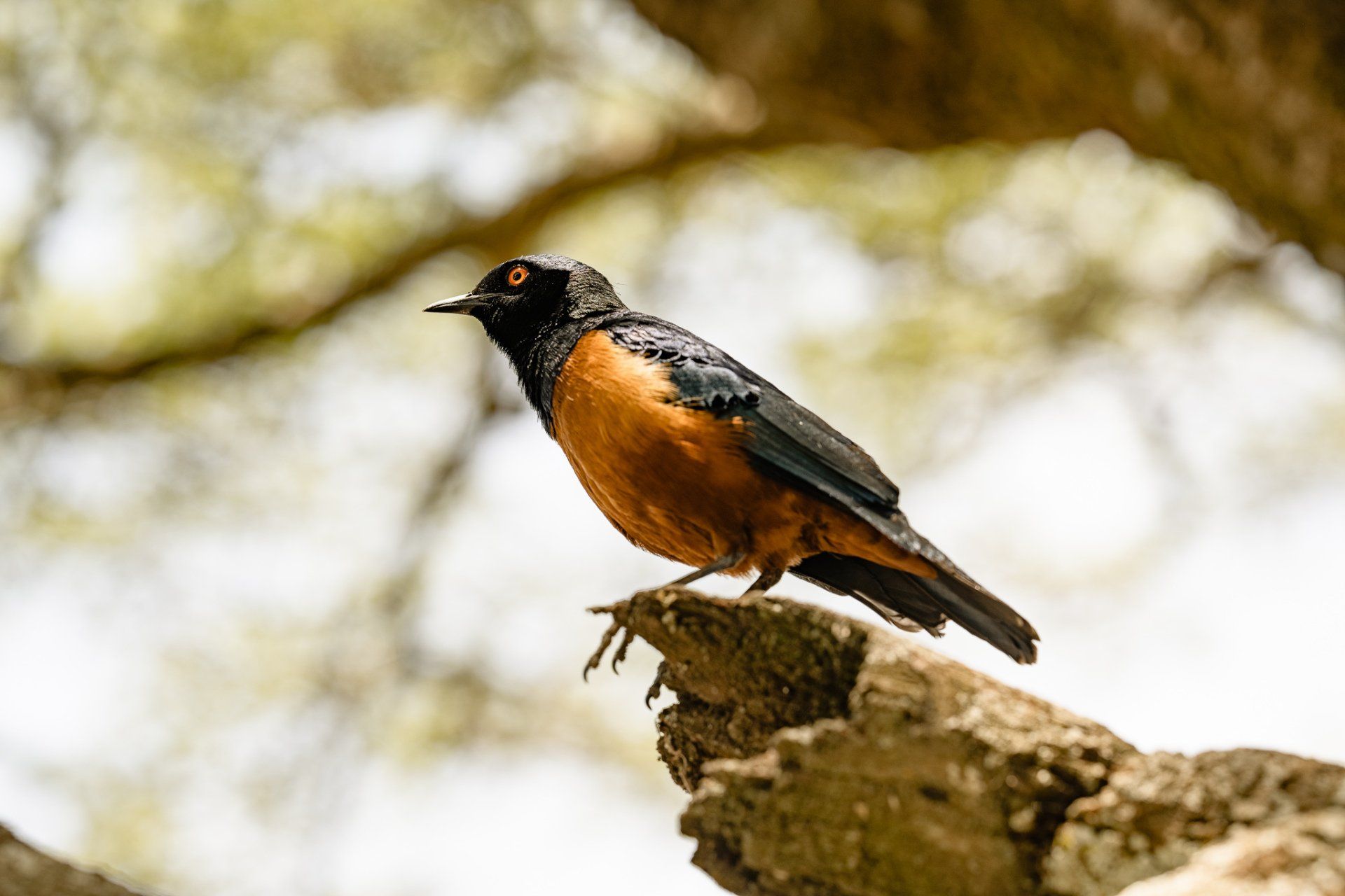 A bird is perched on a rock in a tree.