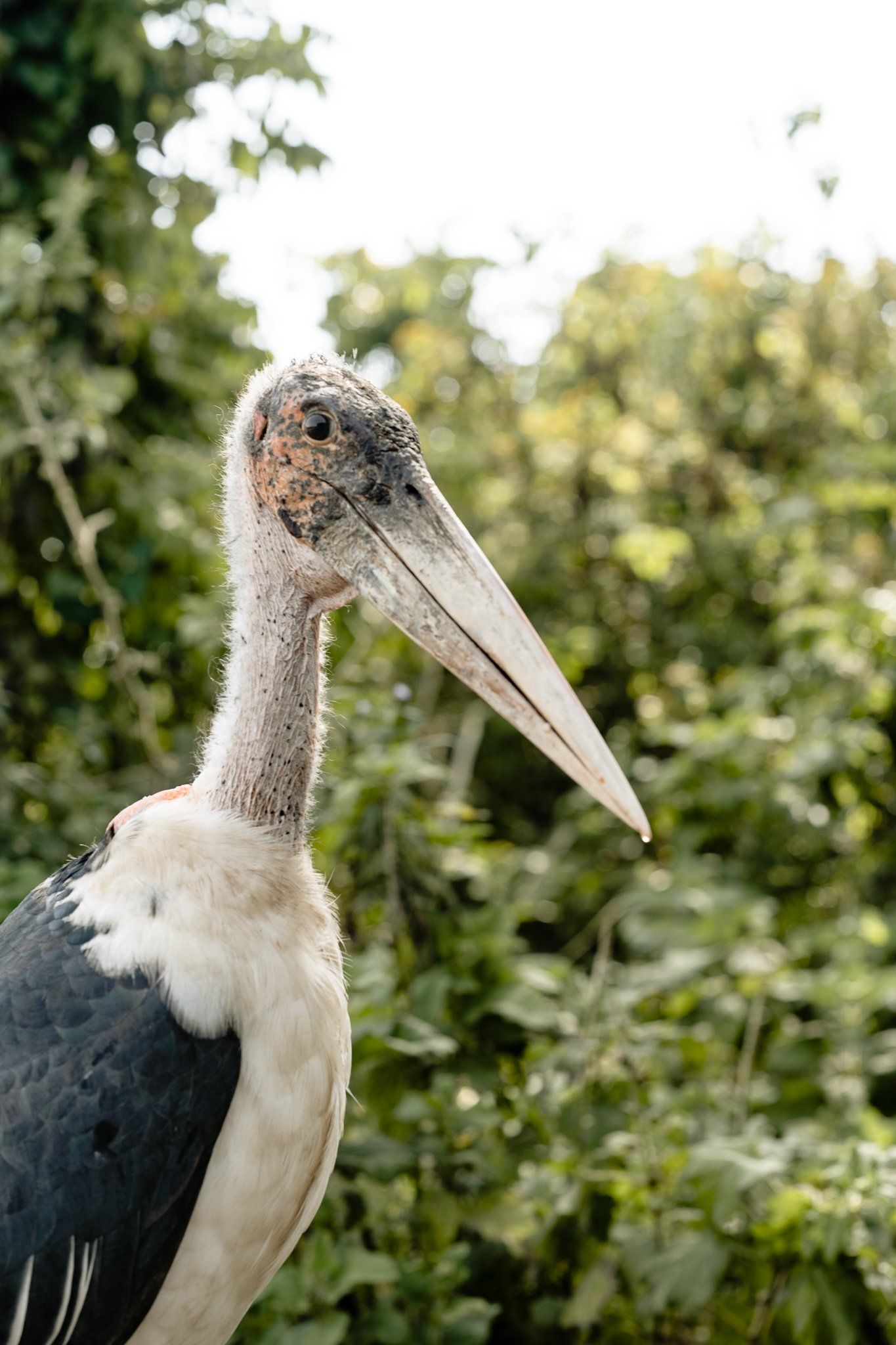 A close up of a bird with a long beak standing in the woods.