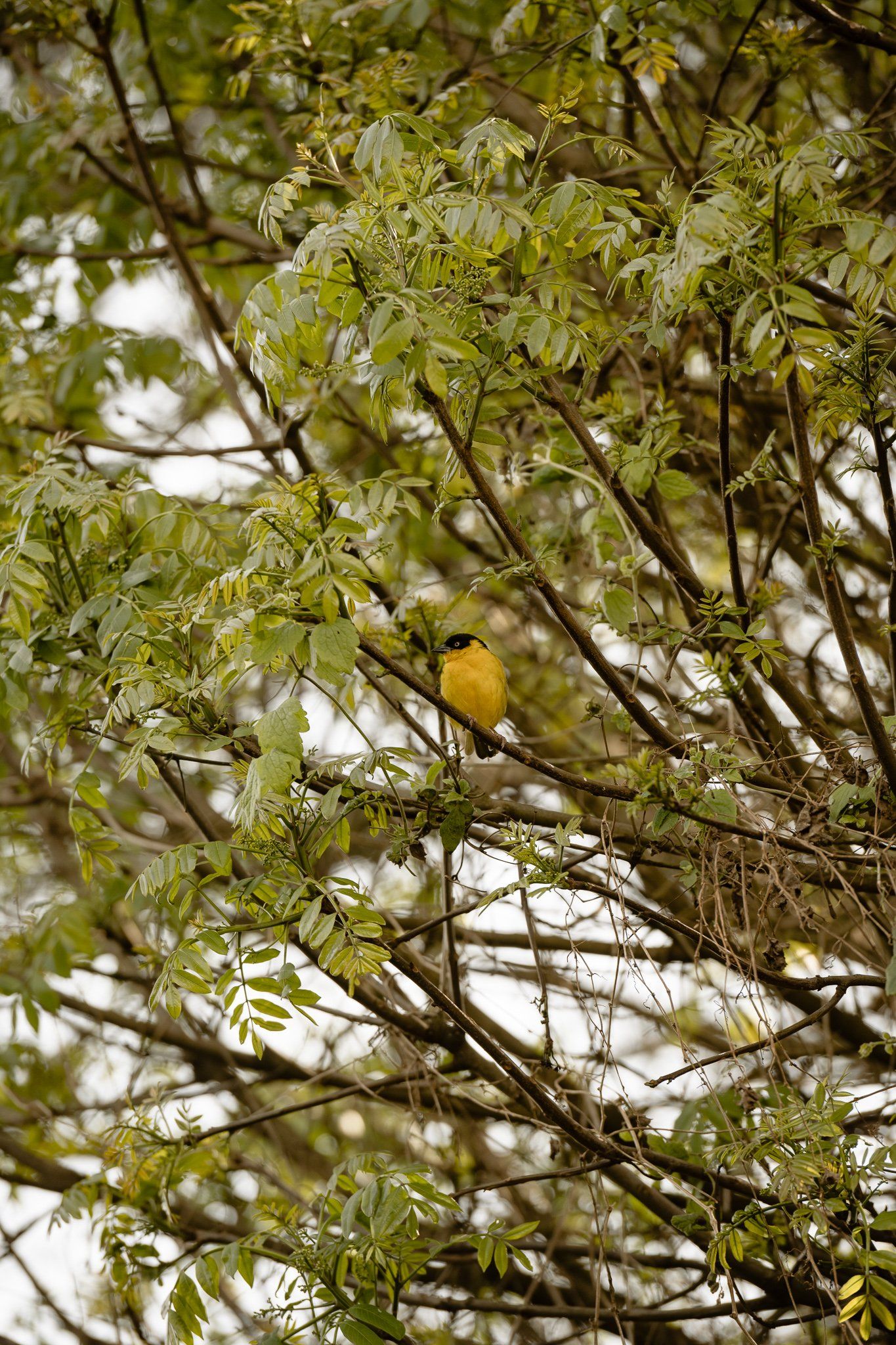 A yellow bird is perched on a tree branch.