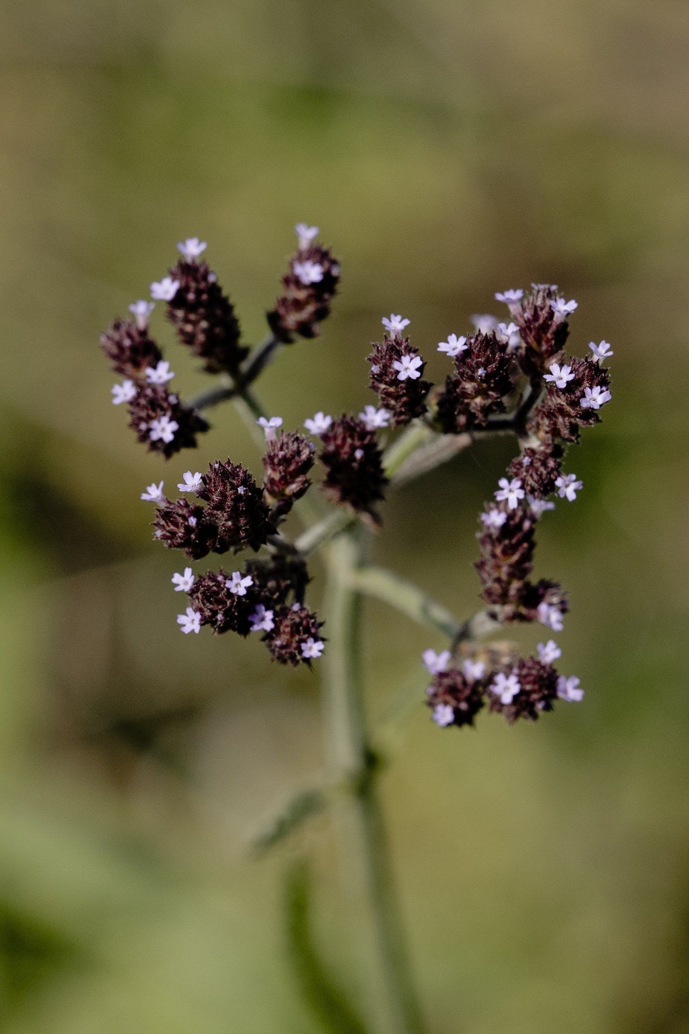 A close up of a plant with purple flowers on a green background.
