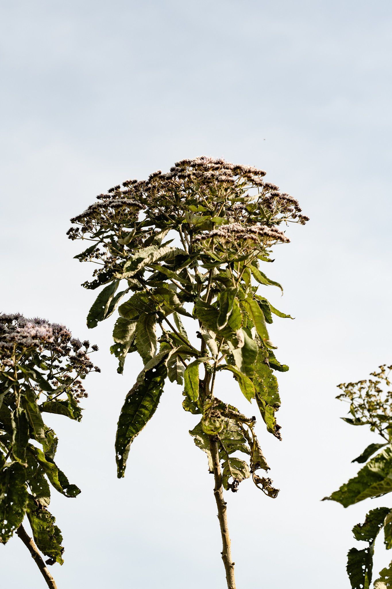 A tree with white flowers and green leaves against a blue sky