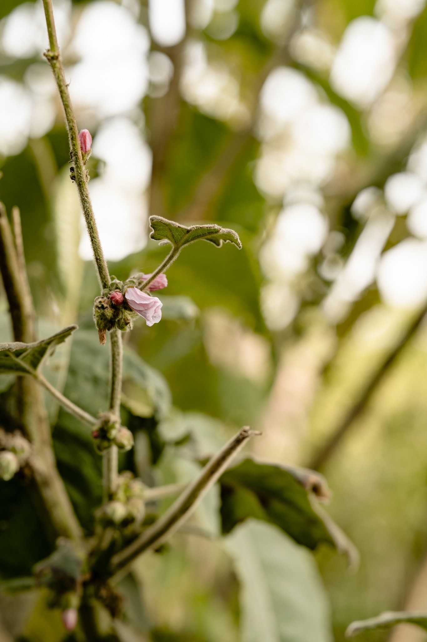 A close up of a flower growing on a tree branch.