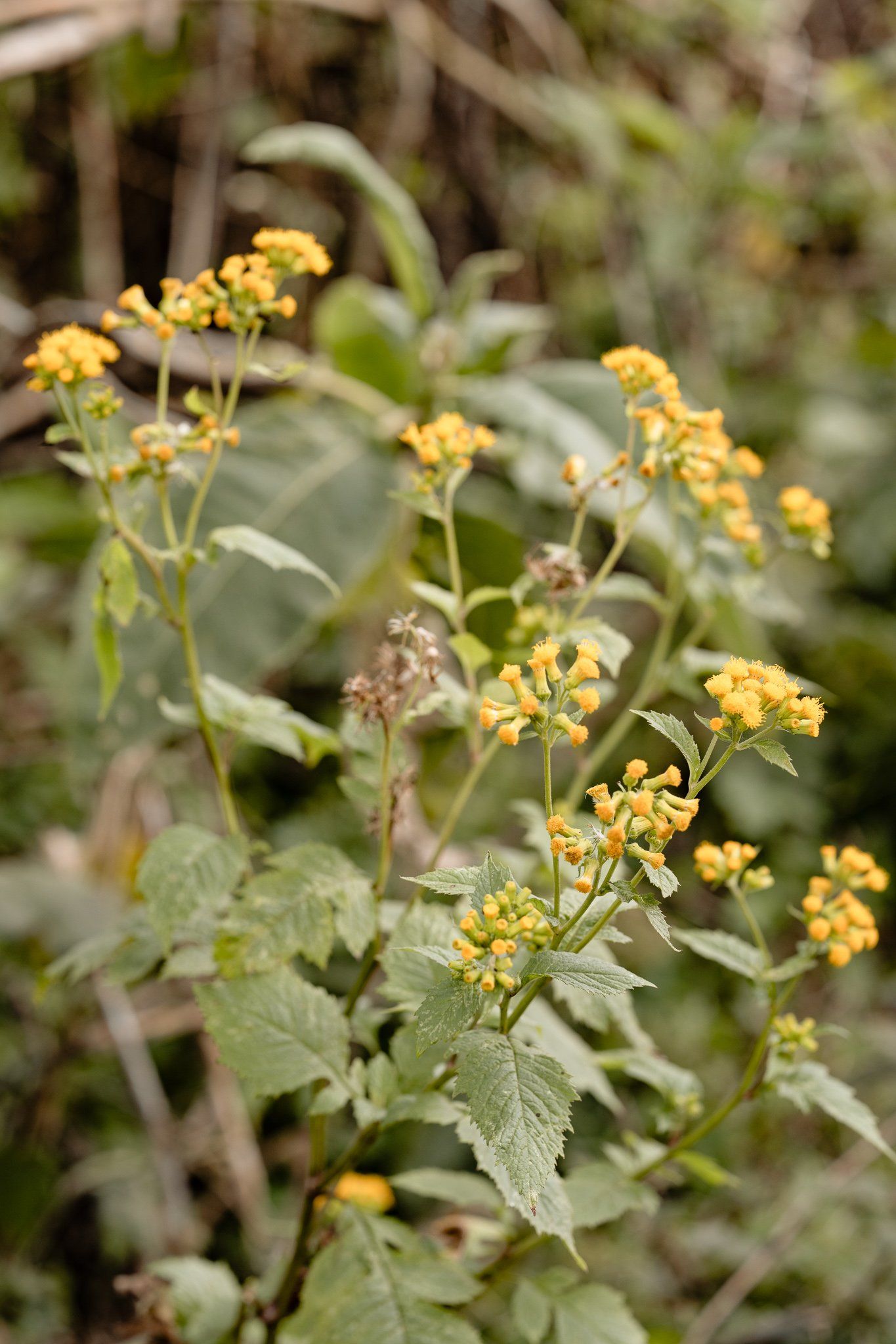 A close up of a plant with yellow flowers and green leaves.