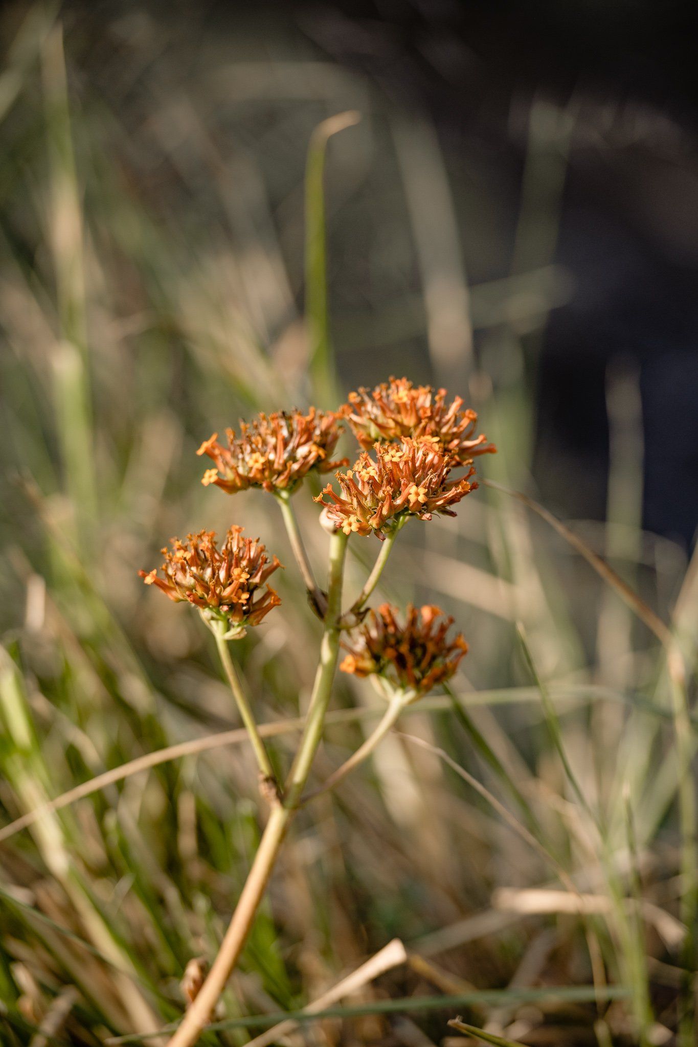 A close up of a small flower in the grass.