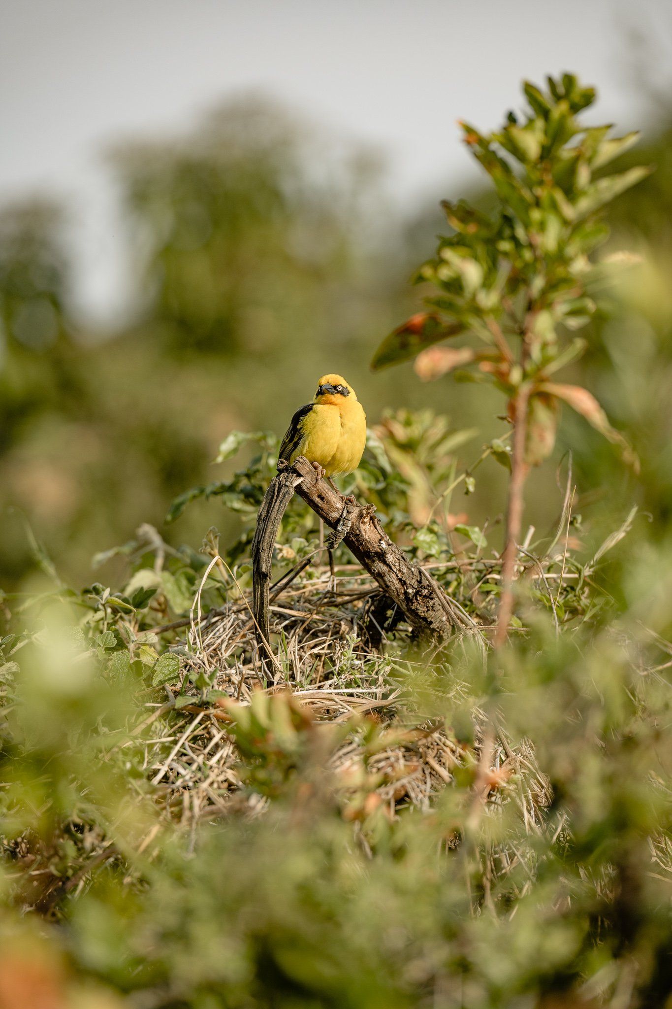 A yellow bird is perched on top of a nest in the grass.
