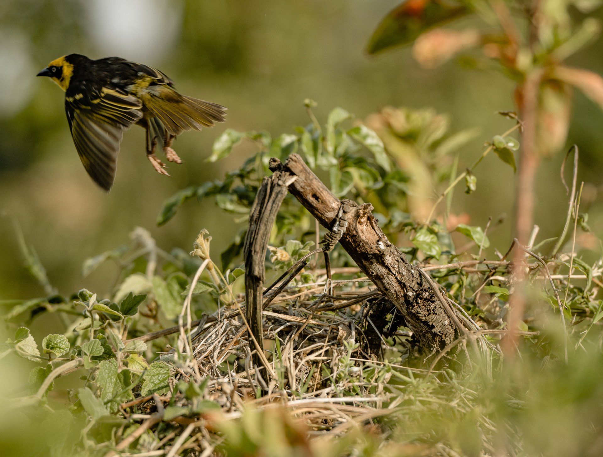 A bird is flying over a nest in the grass.