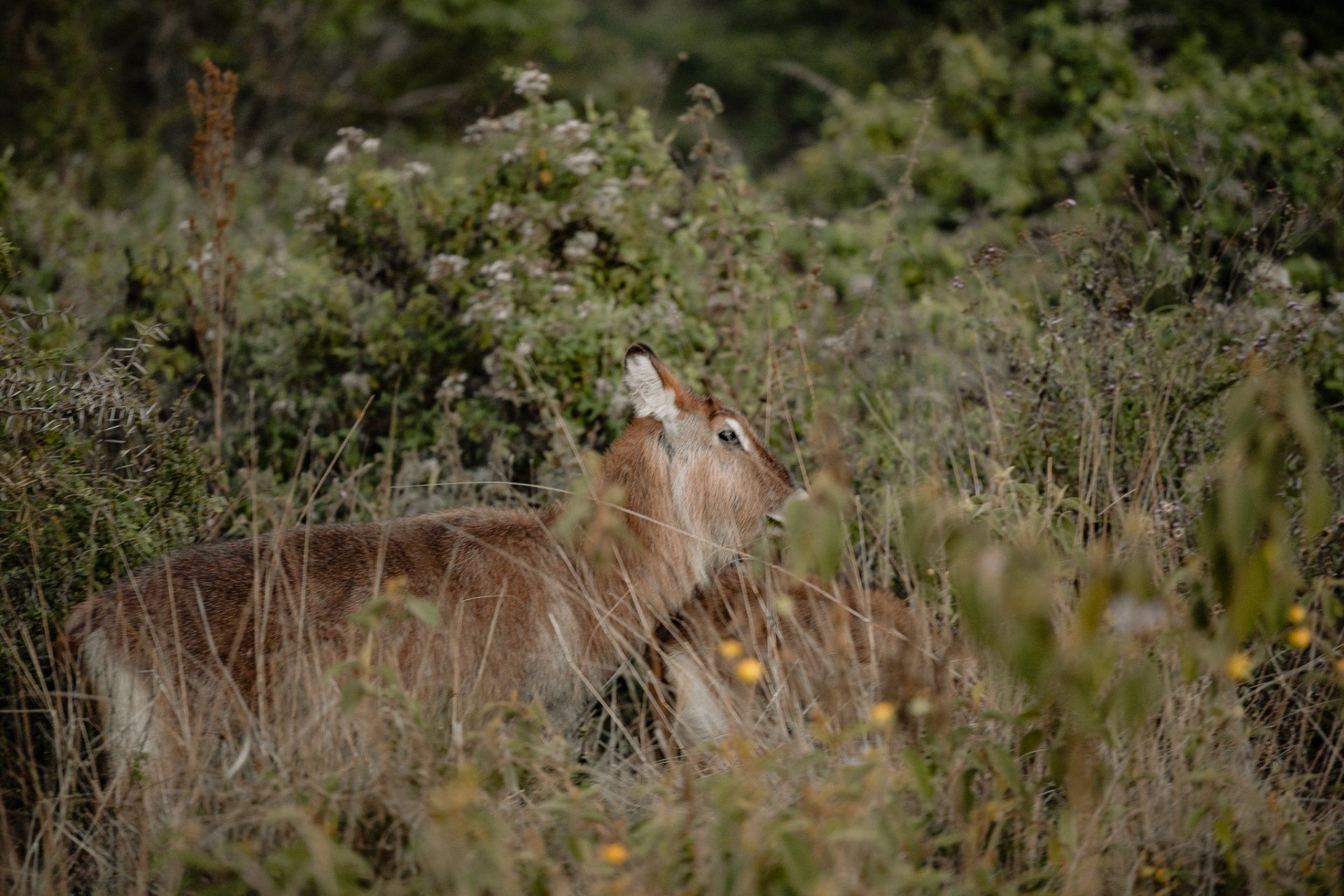 A deer is standing in a field of tall grass.